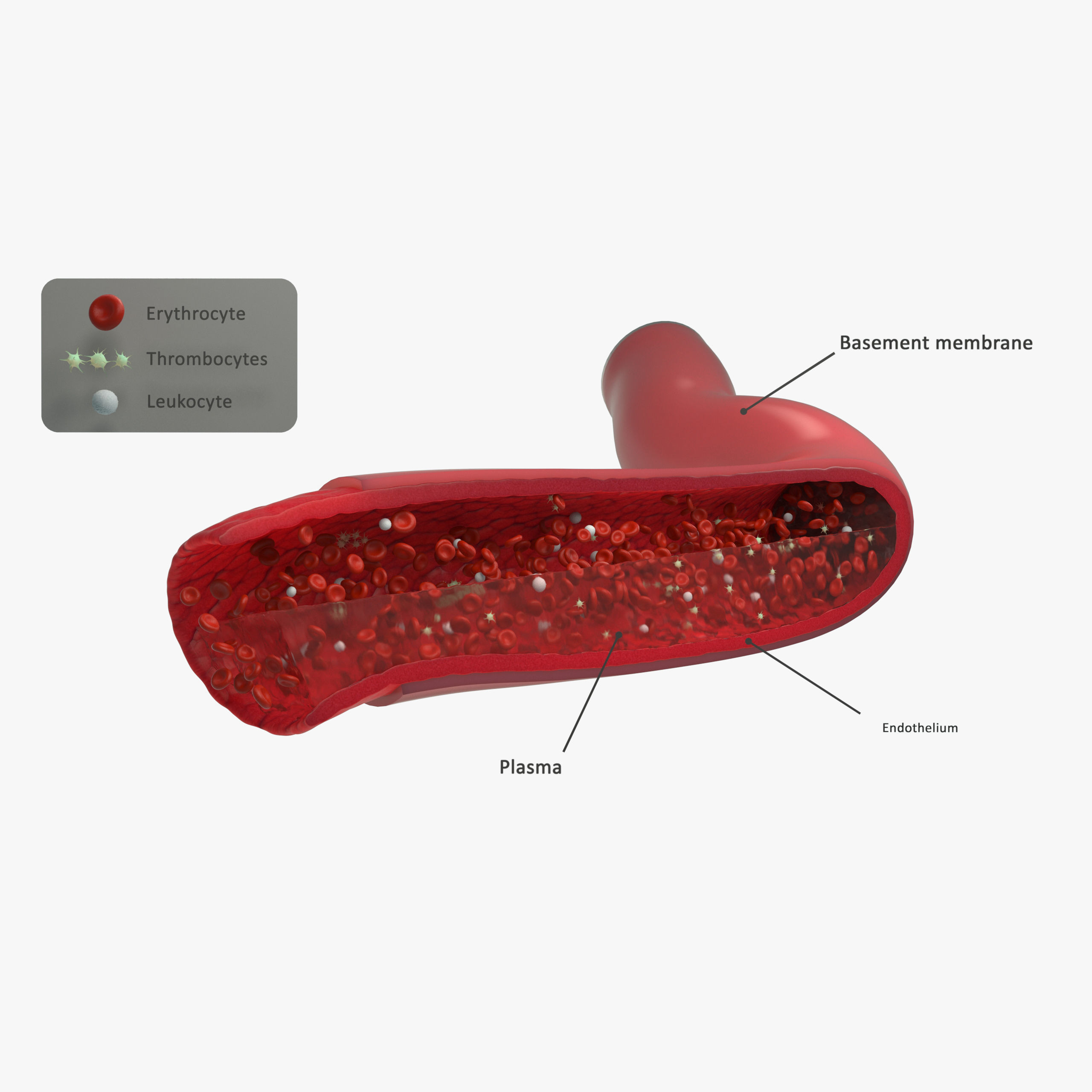 Blood flow Static Low-poly 3D model_1