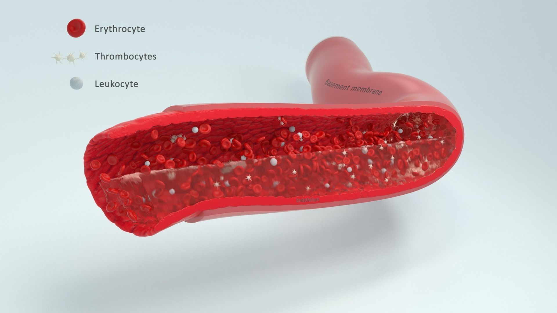 Blood flow Static Low-poly 3D model_8