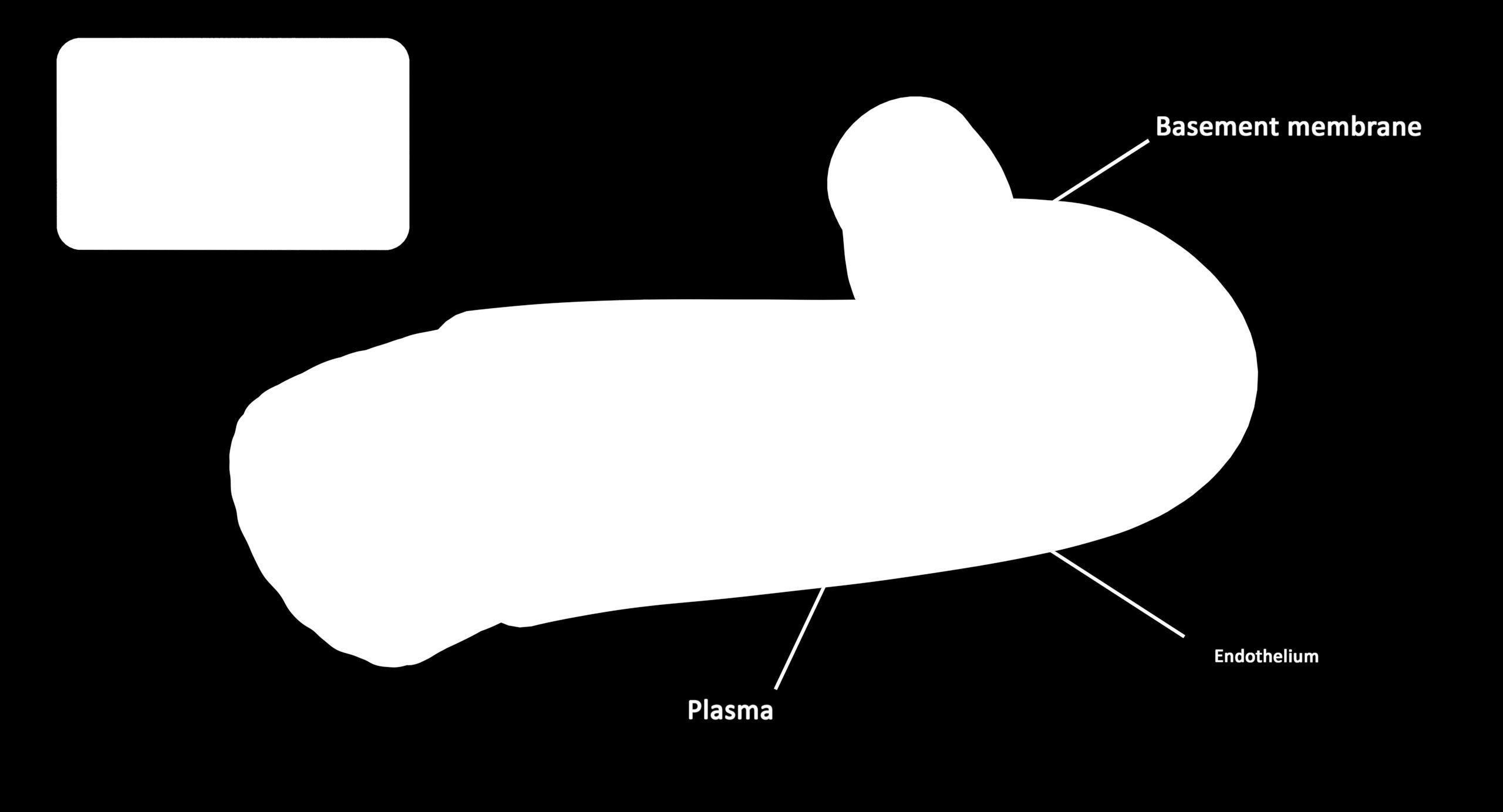 Blood flow Static Low-poly 3D model_2