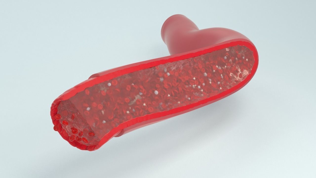 Blood flow Static Low-poly 3D model_6