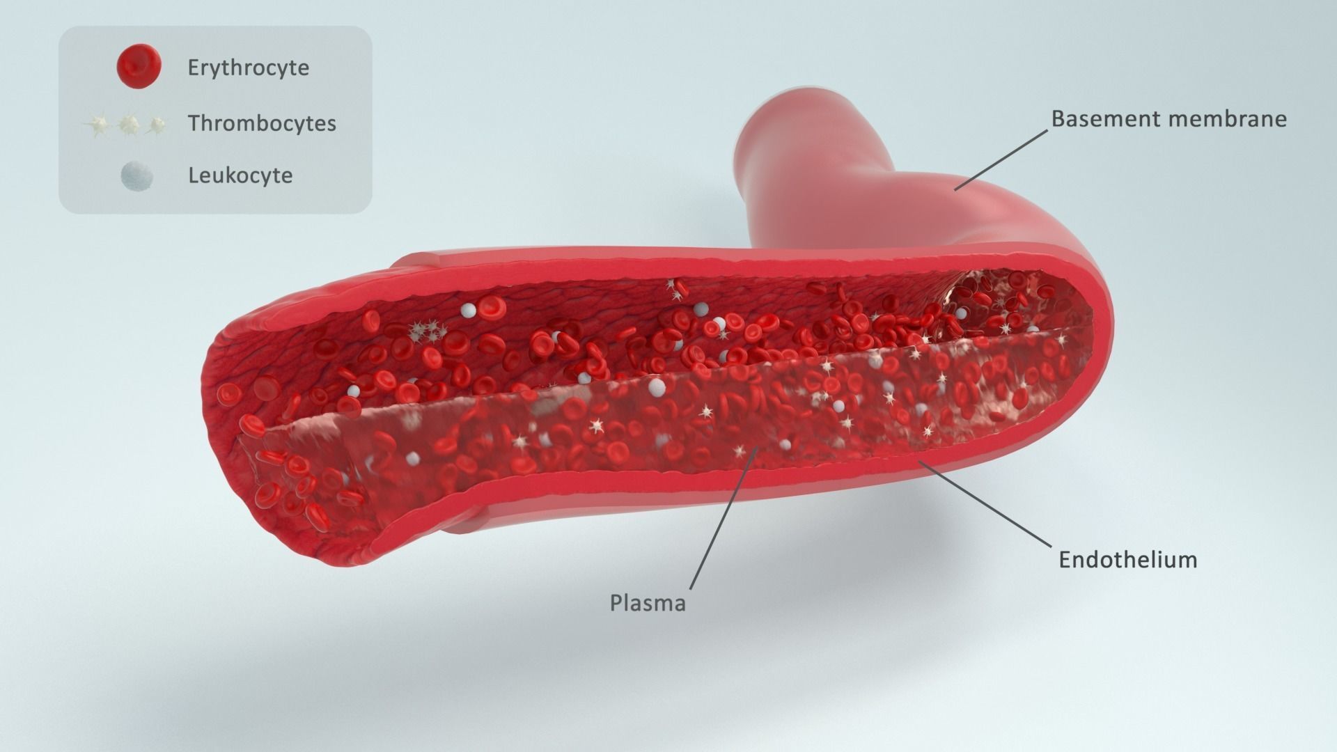 Blood flow Static Low-poly 3D model_9
