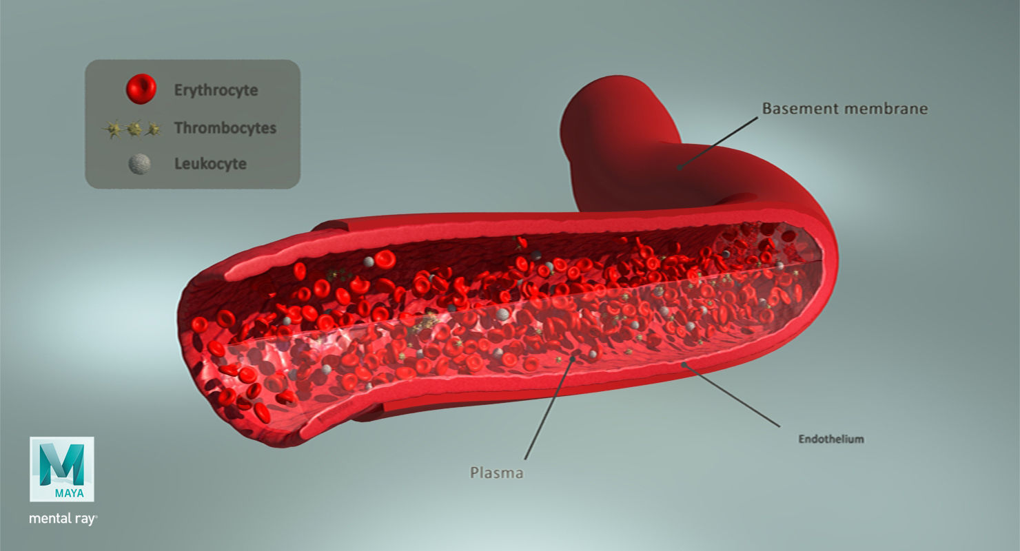 Blood flow Static Low-poly 3D model_33