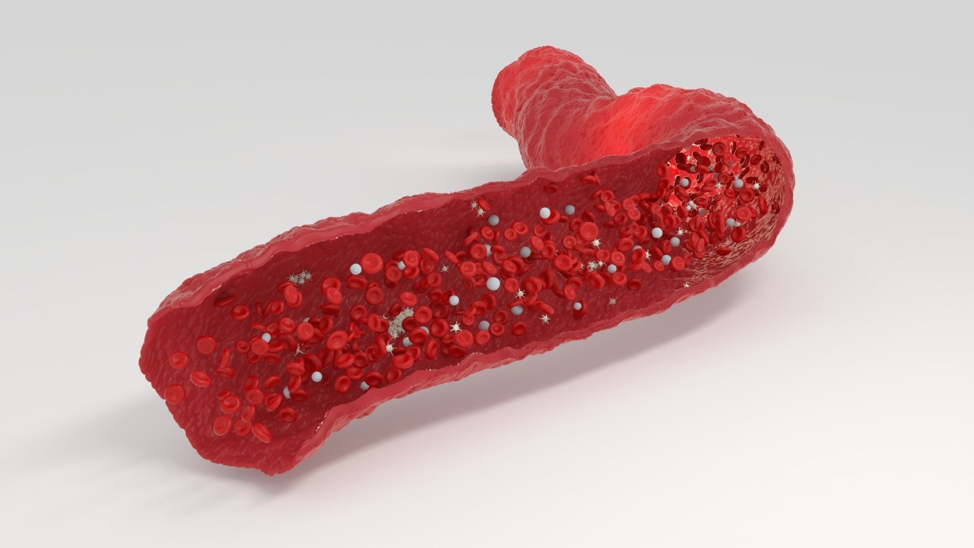 Blood flow Static Low-poly 3D model_4