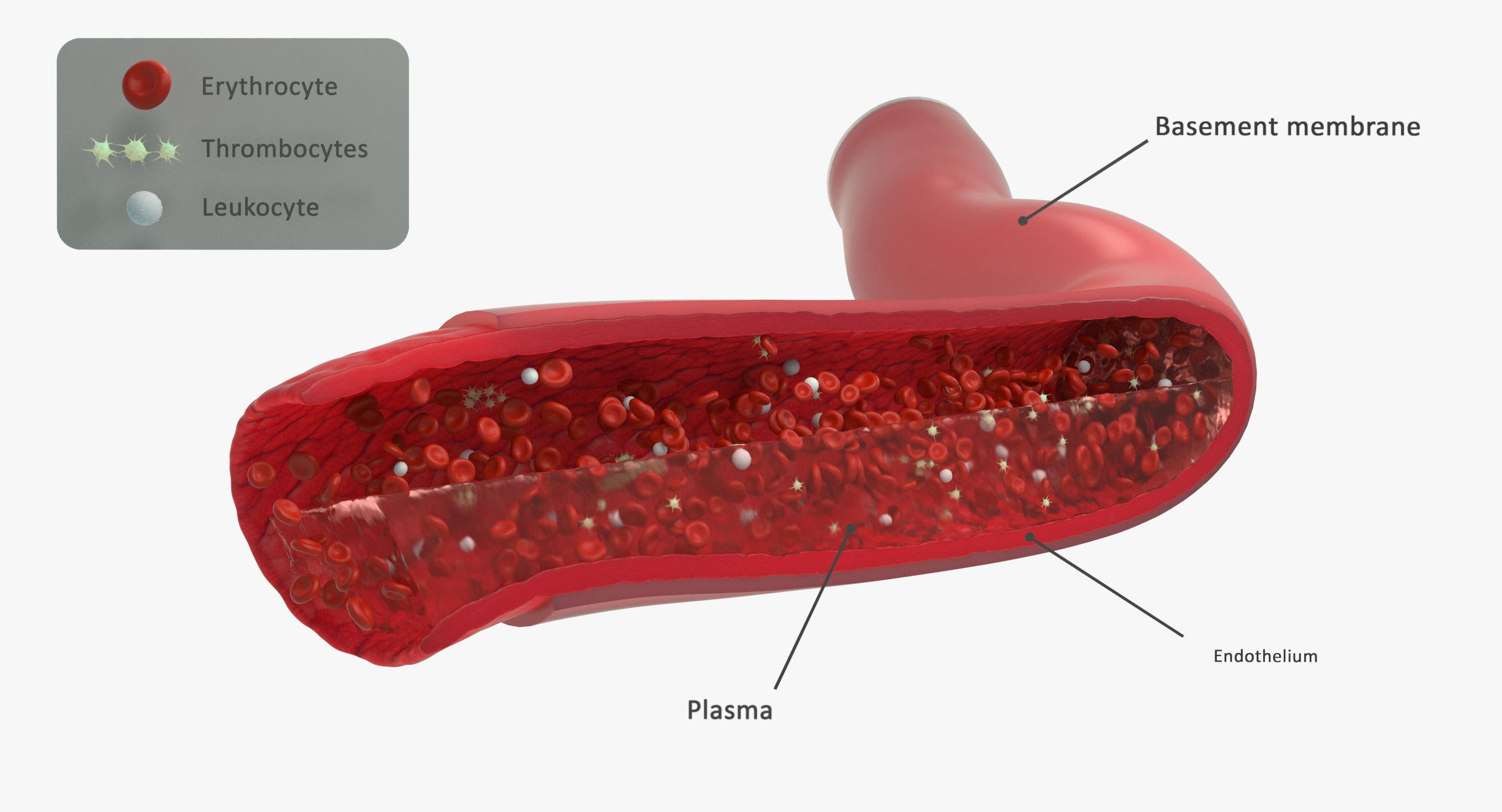 Blood flow Static Low-poly 3D model_19
