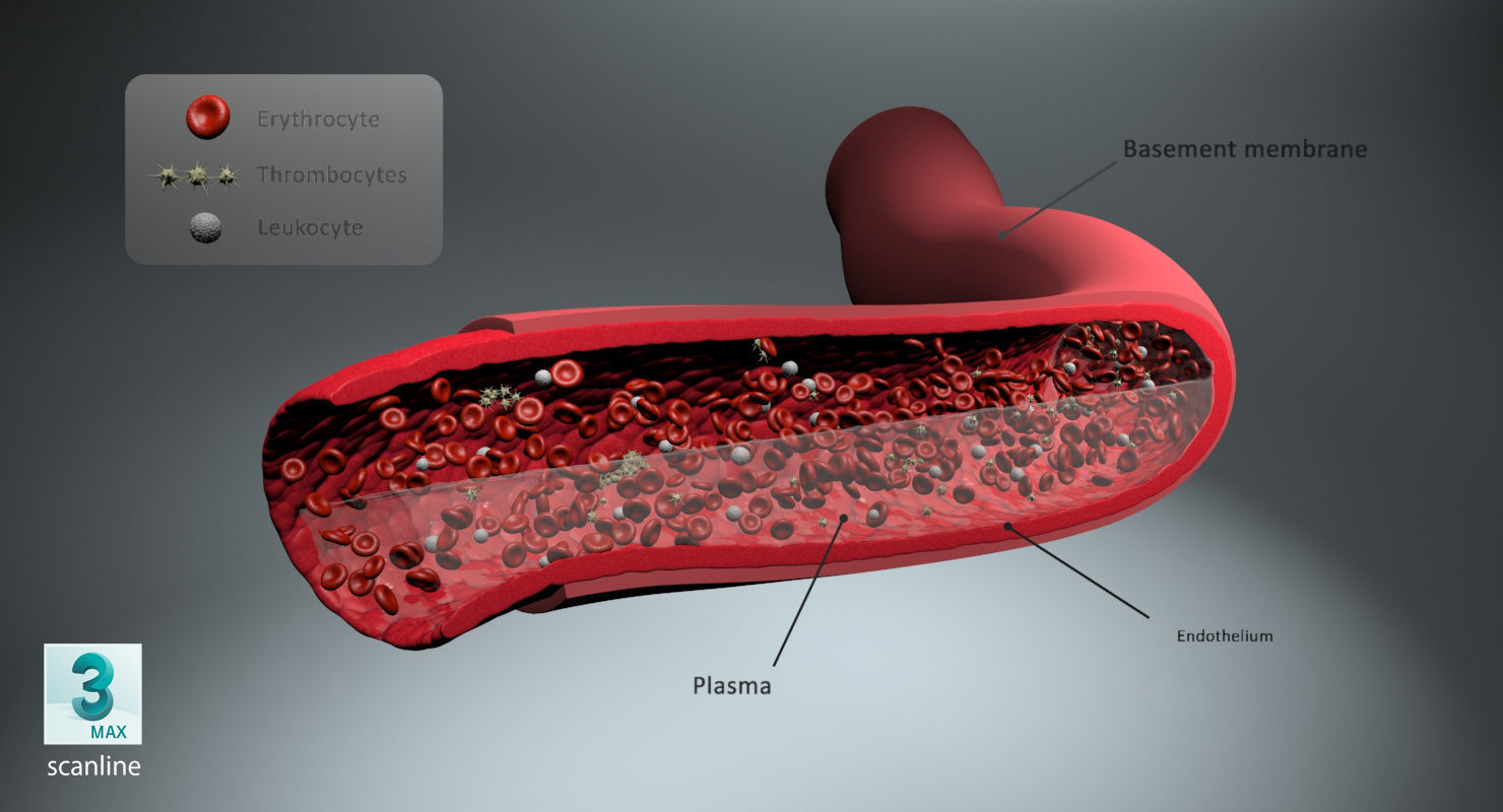 Blood flow Static Low-poly 3D model_29