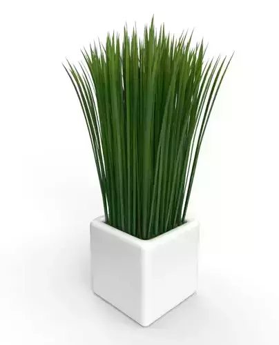 Decorative Long Grass