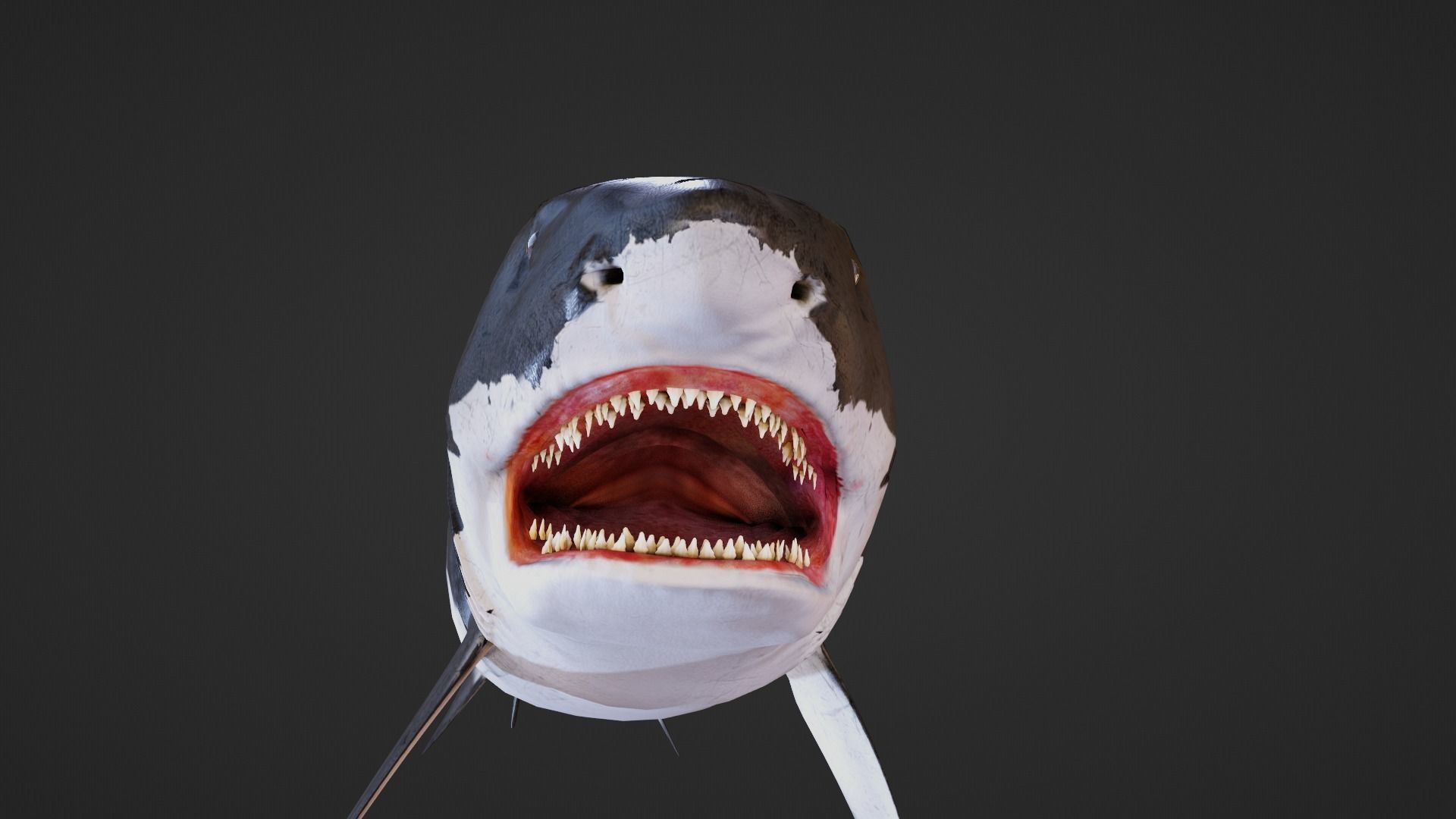 Shark Great-white shark 3D model_3