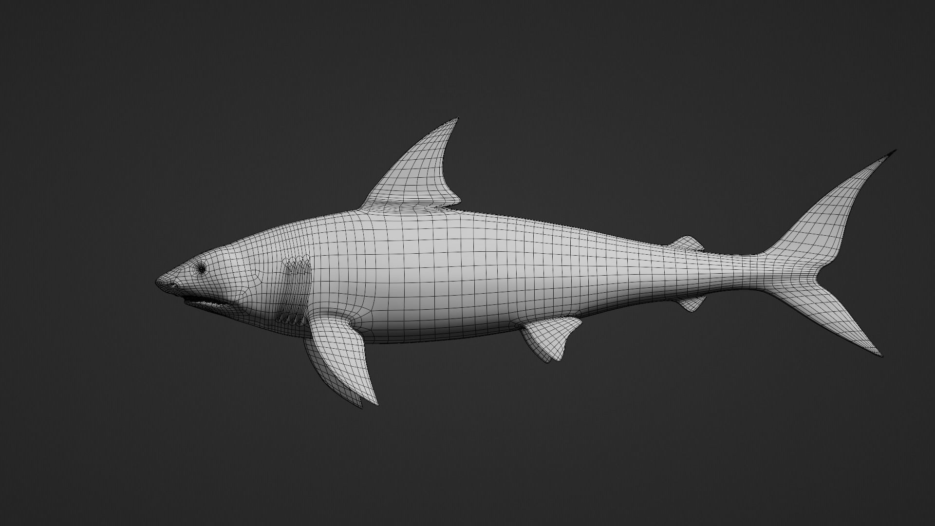 Shark Great-white shark 3D model_9