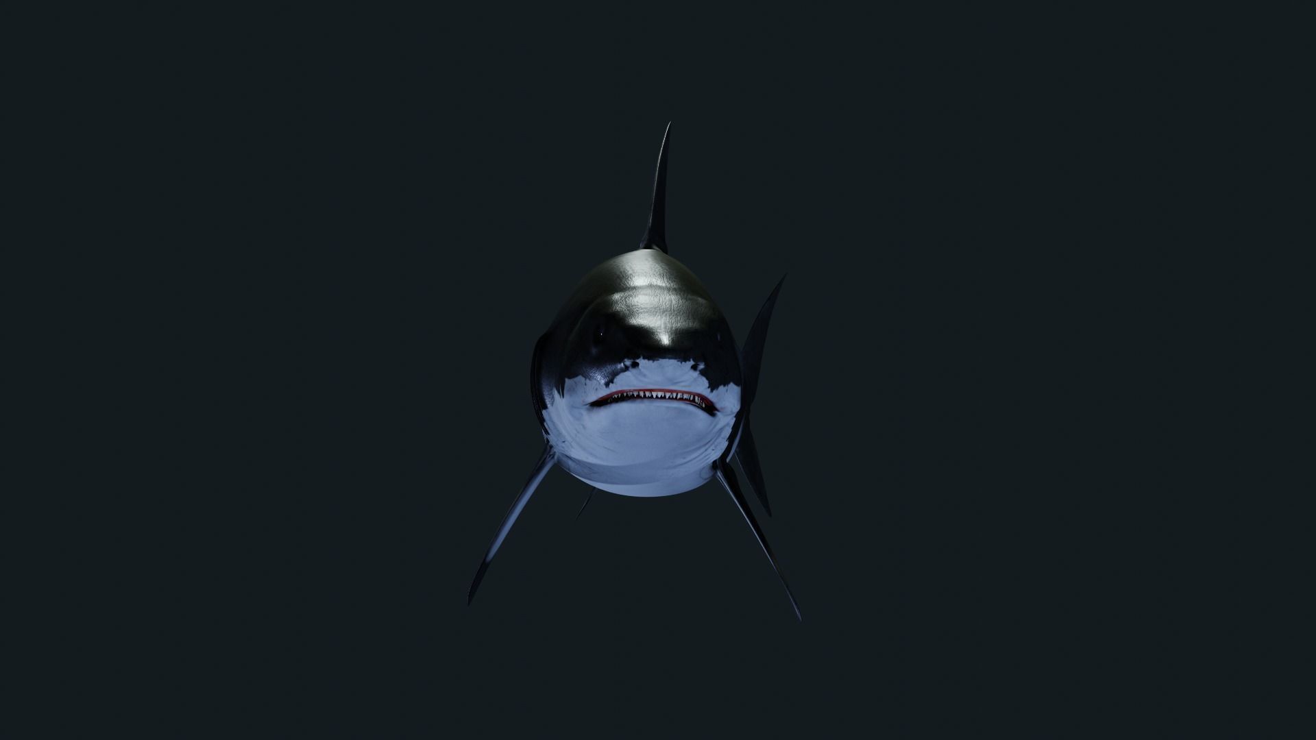 Shark Great-white shark 3D model_1