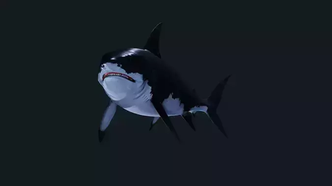 Shark Great-white shark 3D model