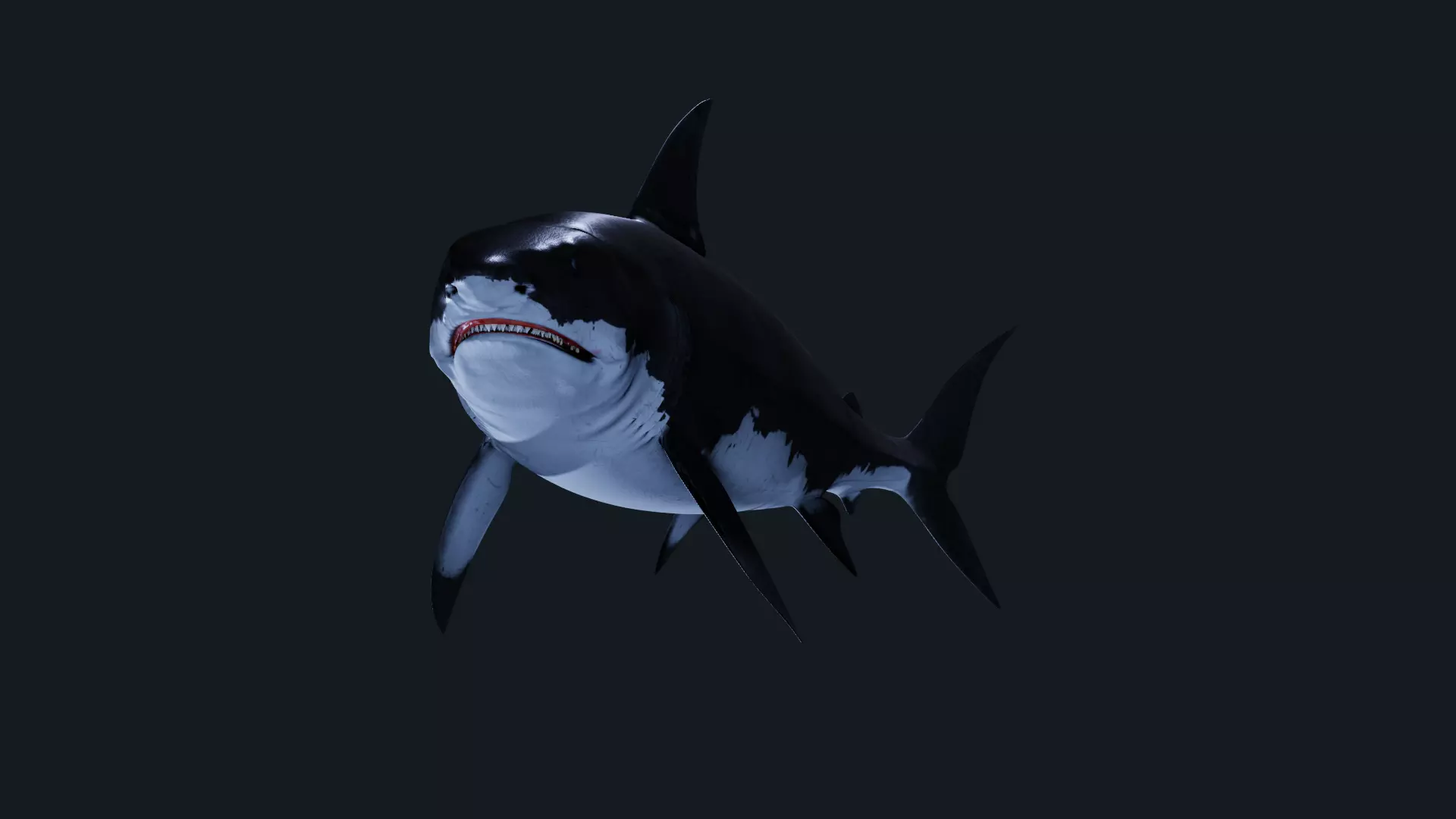 Shark Great-white shark 3D model_0