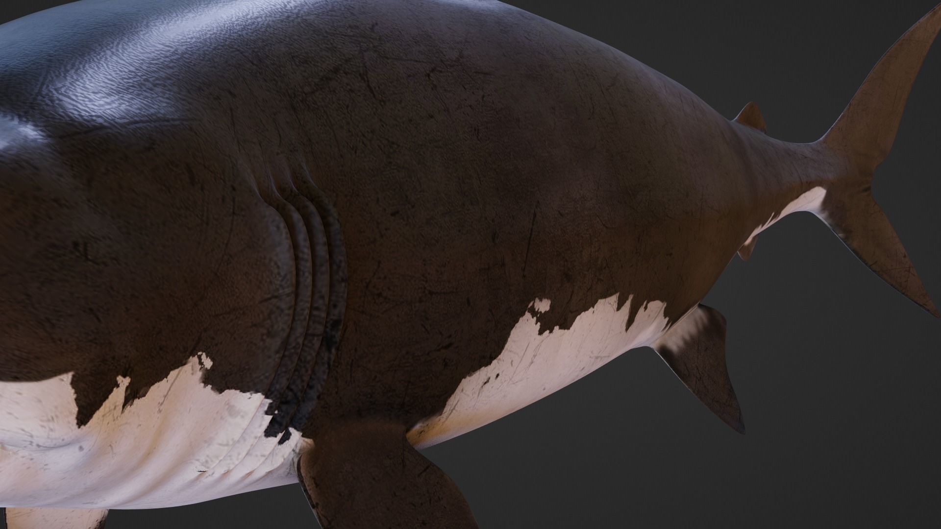 Shark Great-white shark 3D model_8