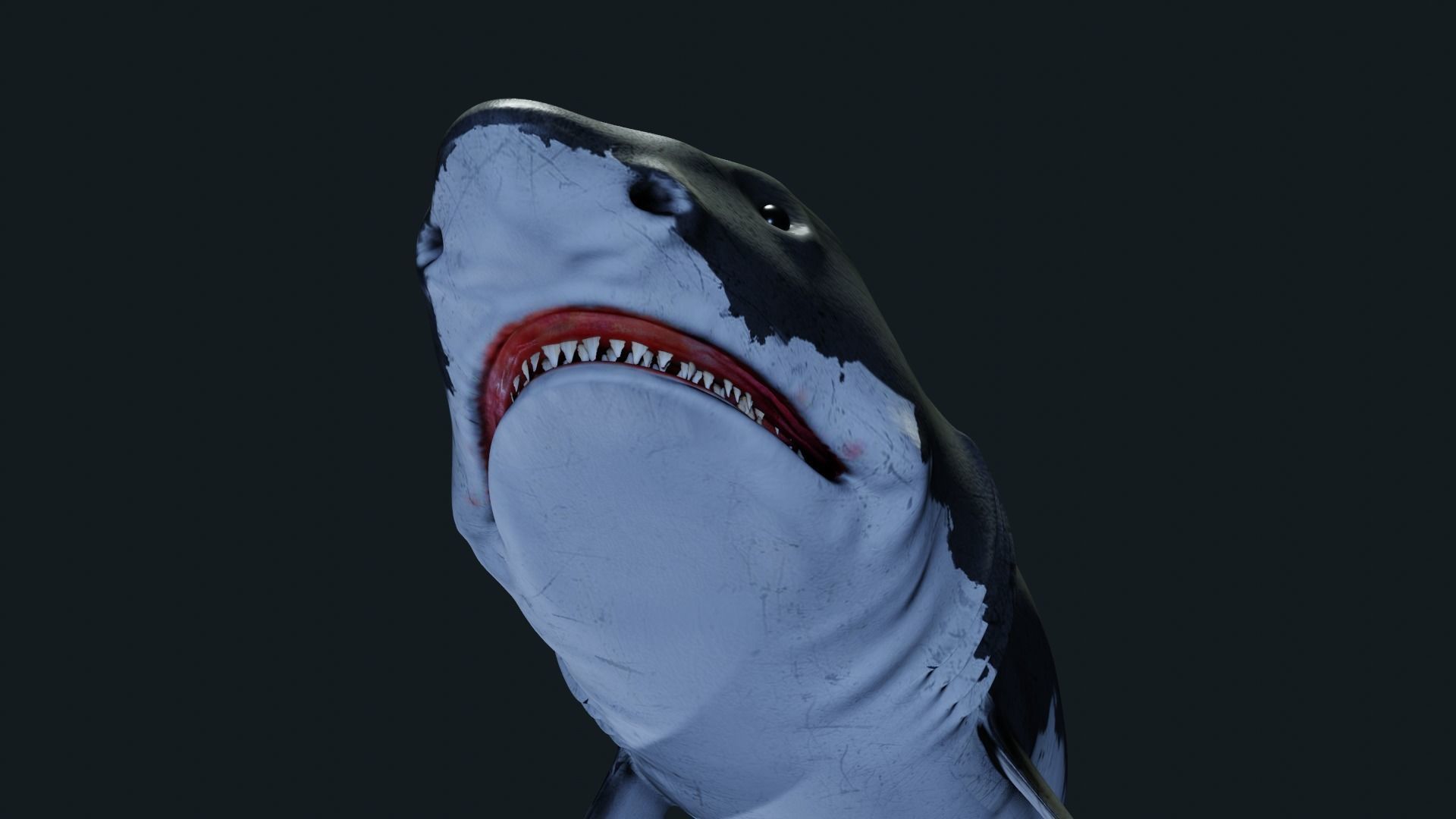 Shark Great-white shark 3D model_2