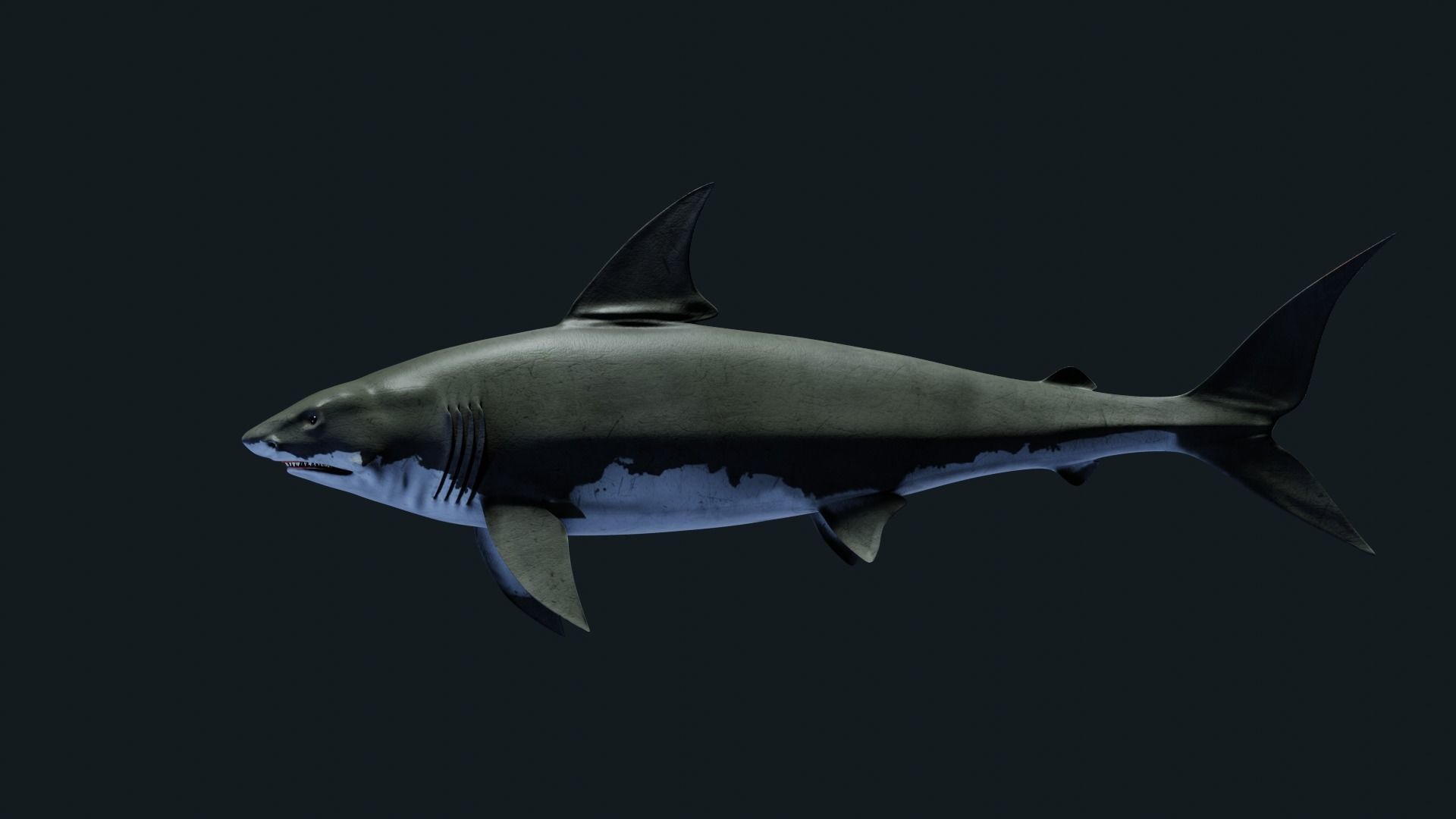 Shark Great-white shark 3D model_6