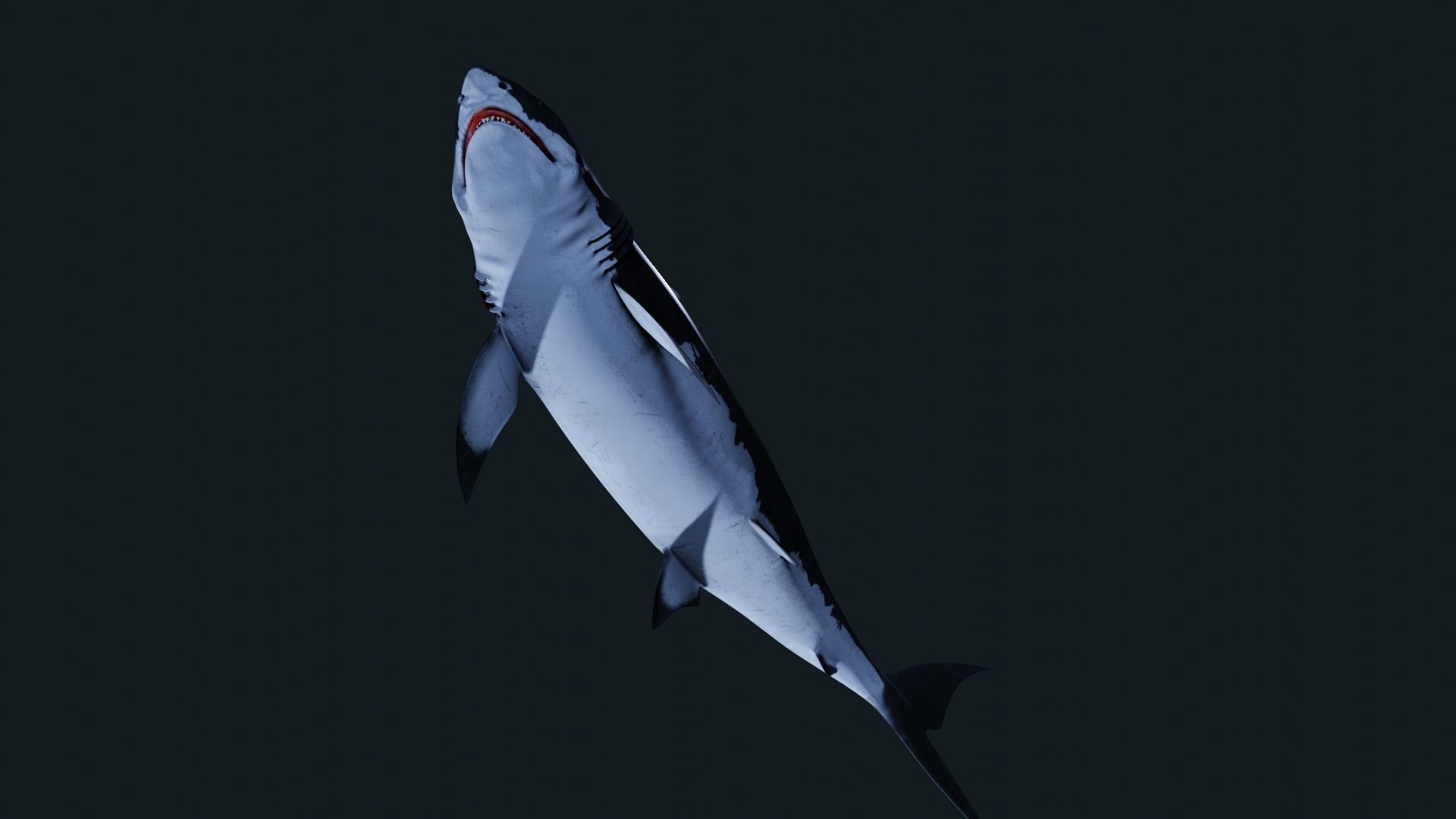 Shark Great-white shark 3D model_5