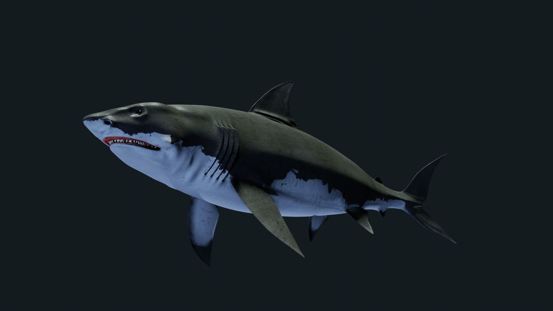 Shark Great-white shark 3D model_4