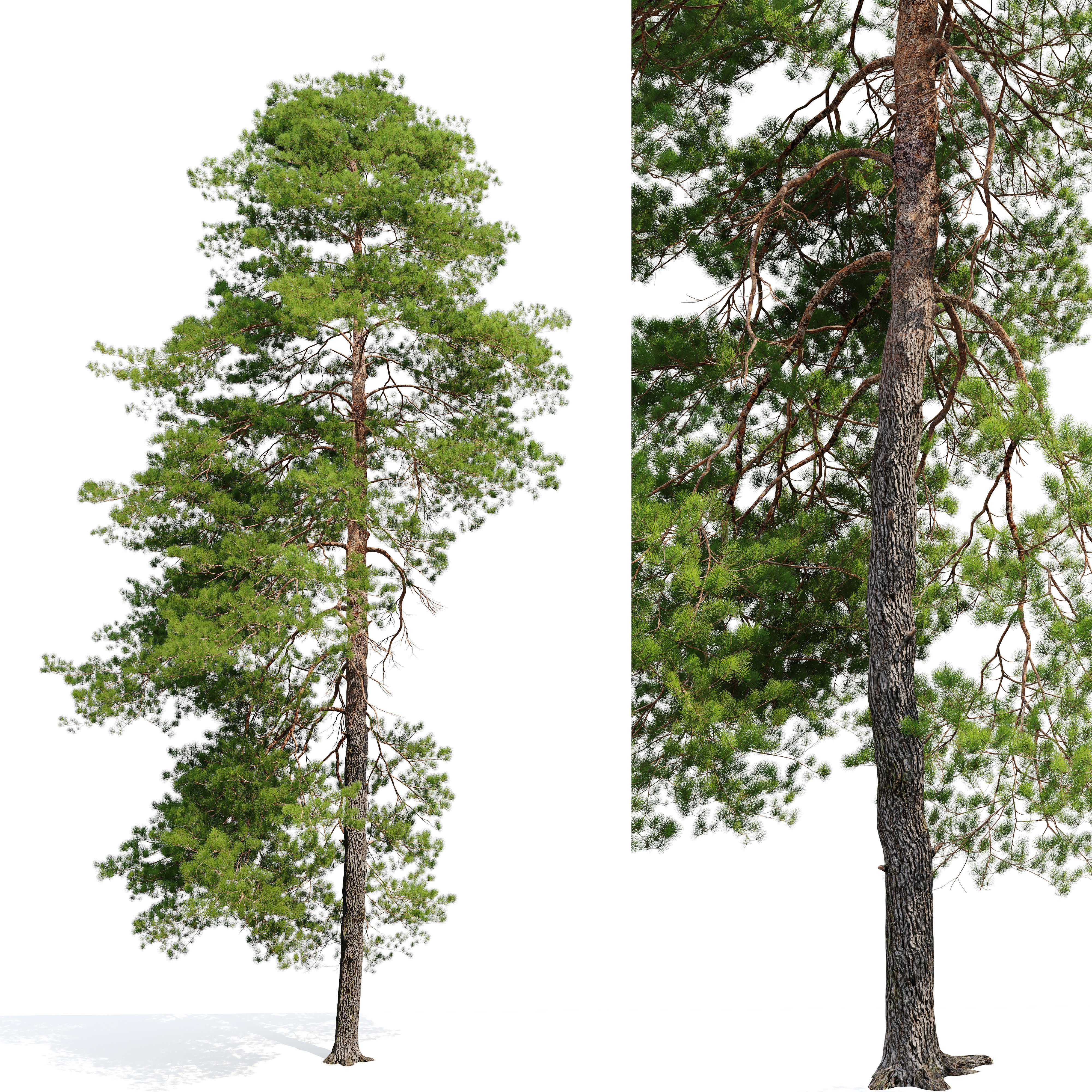 Pinus sylvestris 11 3D model_1