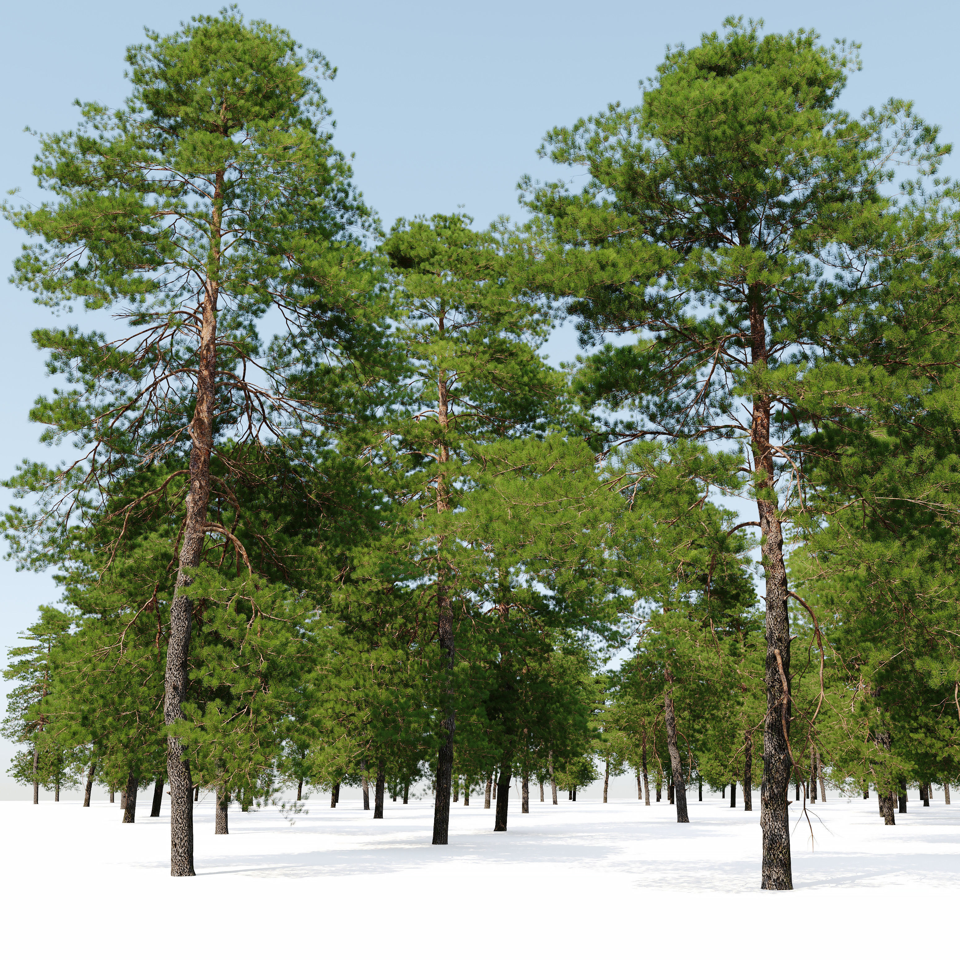 Pinus sylvestris 11 3D model_4