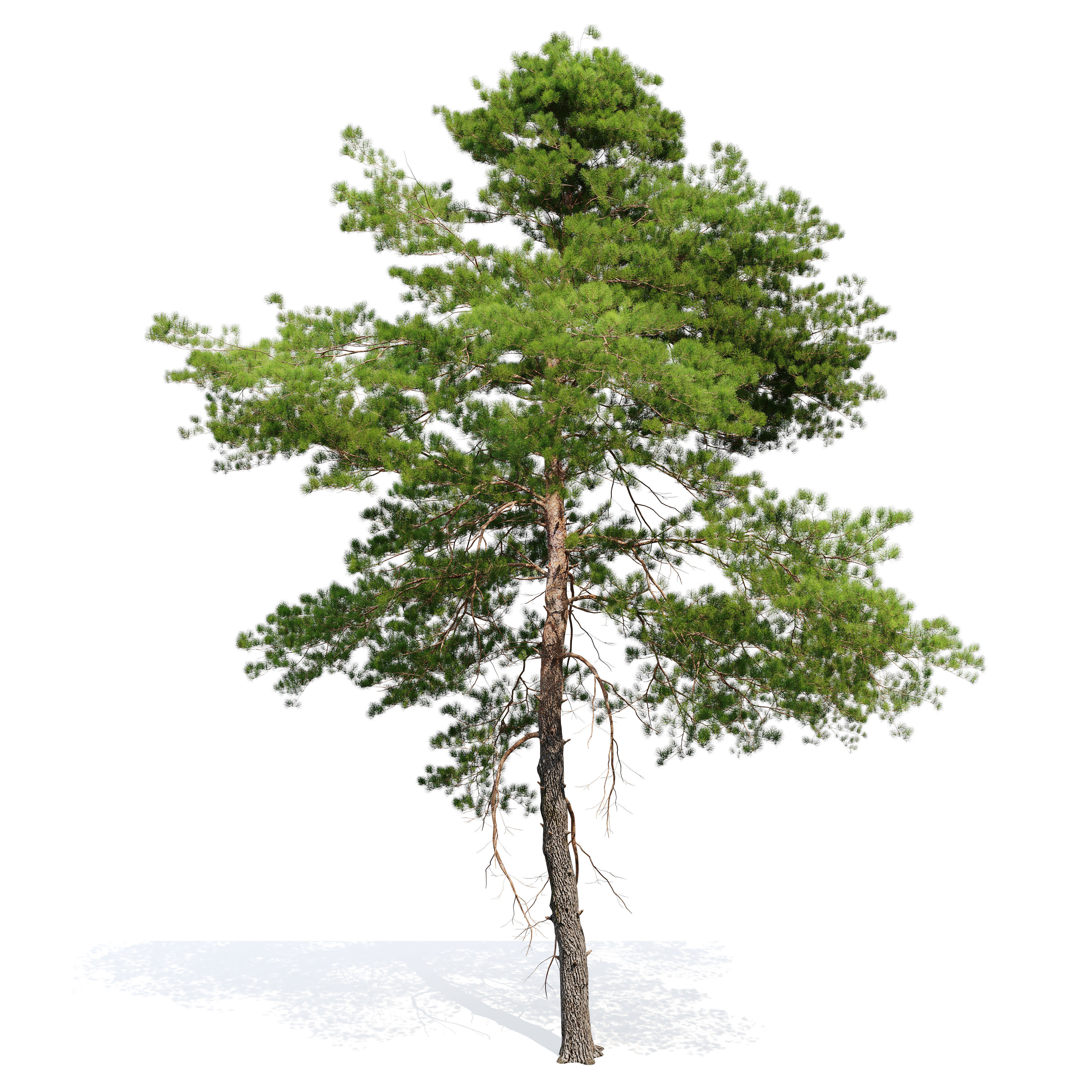 Pinus sylvestris 11 3D model_2