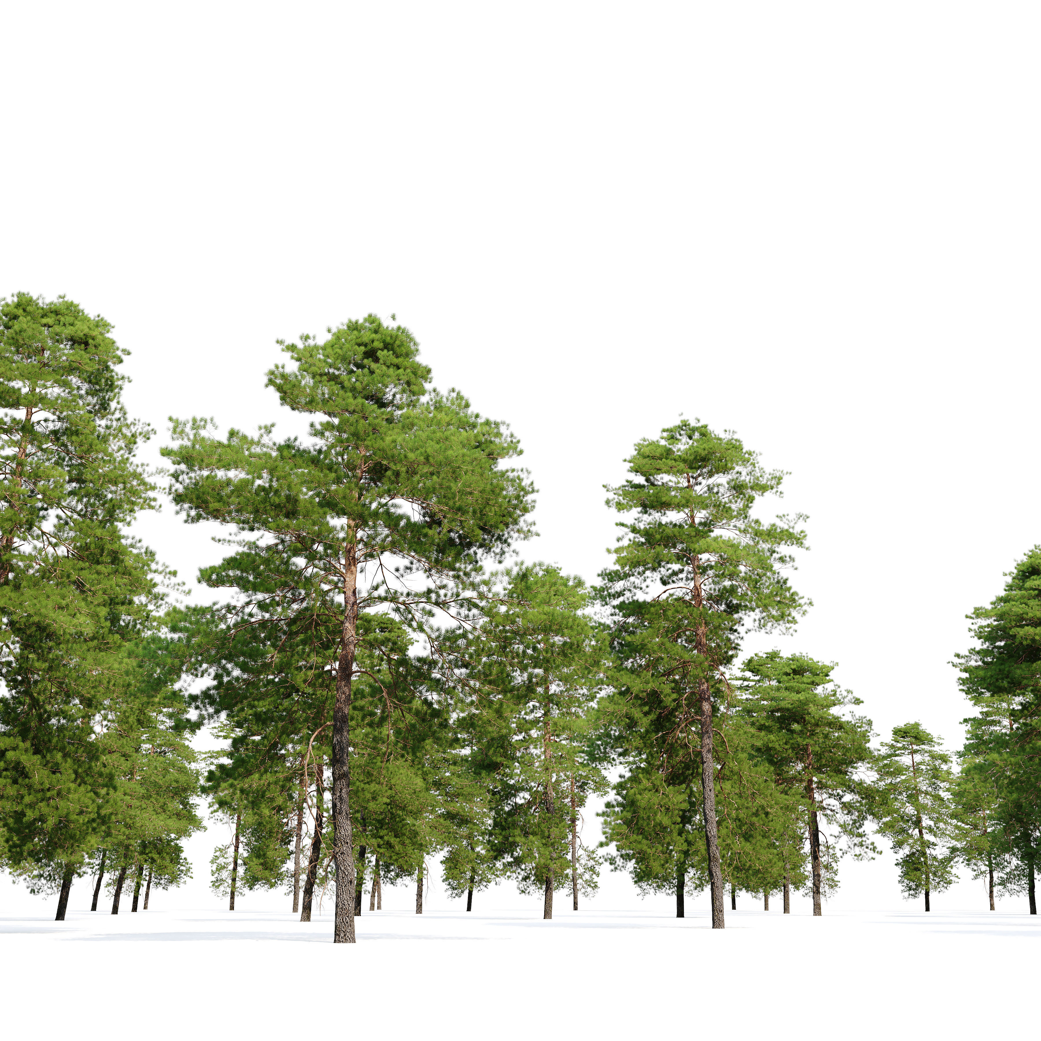 Pinus sylvestris 11 3D model_3