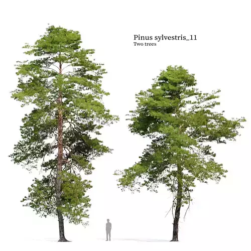 Pinus sylvestris 11