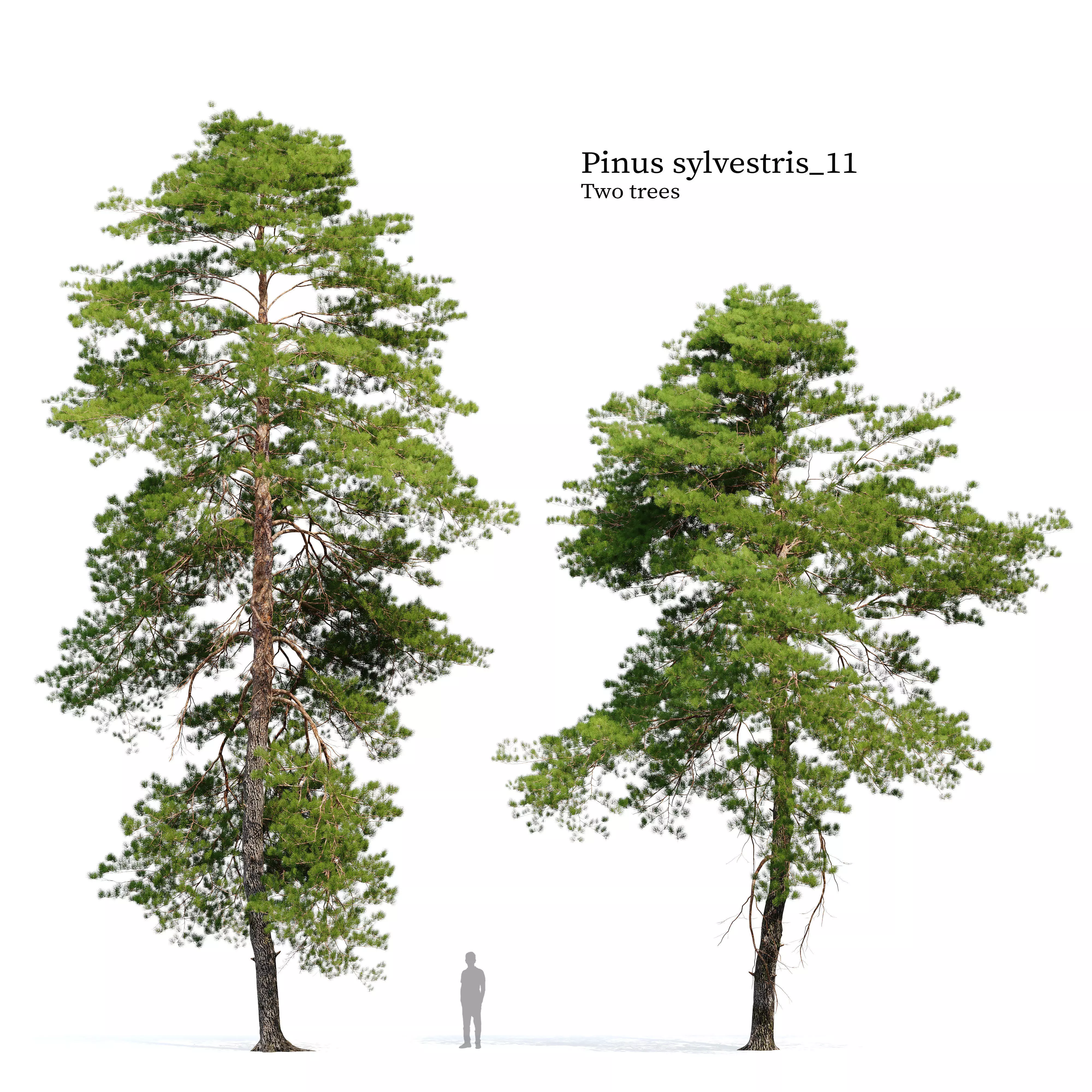 Pinus sylvestris 11 3D model_0