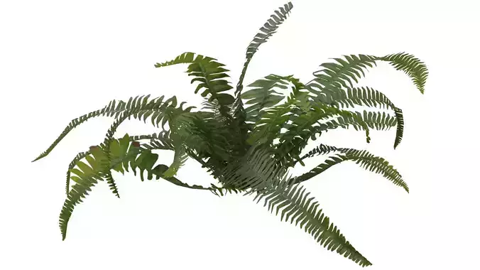 Fern Plant