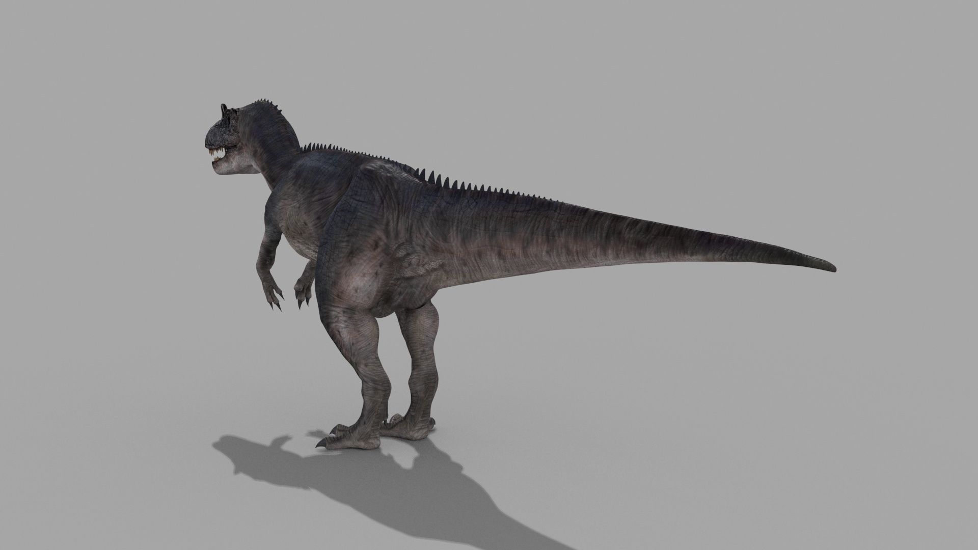 Real Animated Allosaurus - 8K 3D model_12