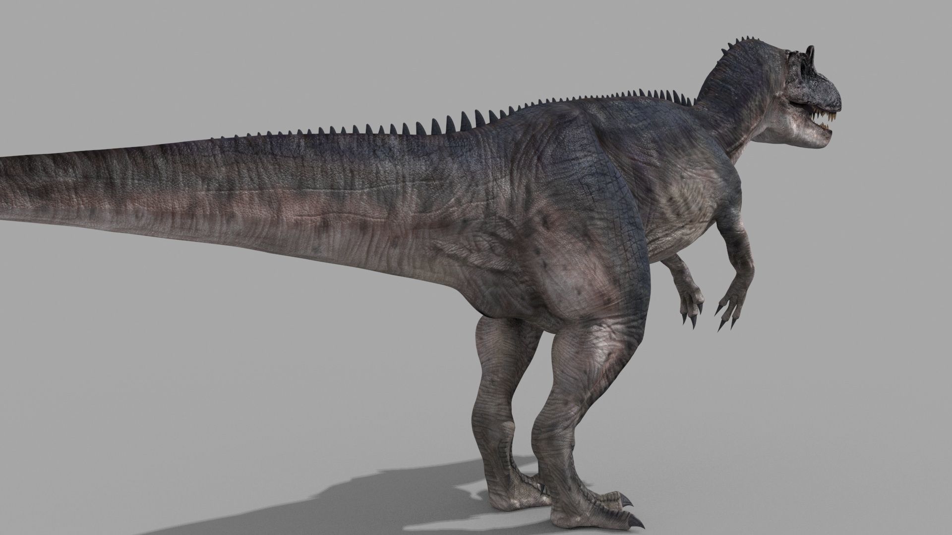 Real Animated Allosaurus - 8K 3D model_14