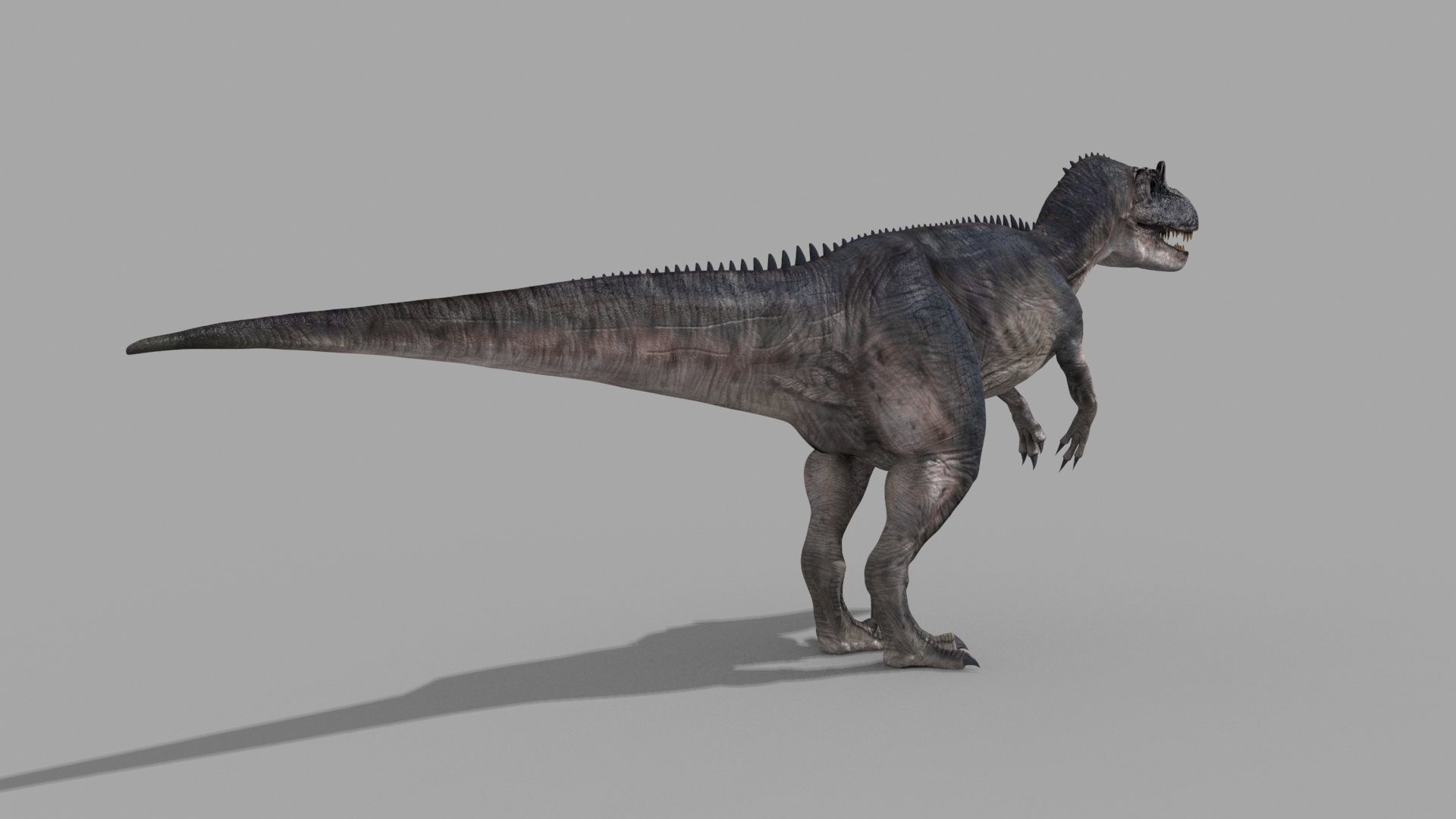 Real Animated Allosaurus - 8K 3D model_13