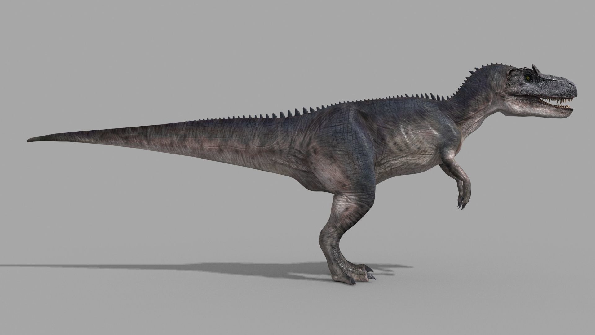 Real Animated Allosaurus - 8K 3D model_11