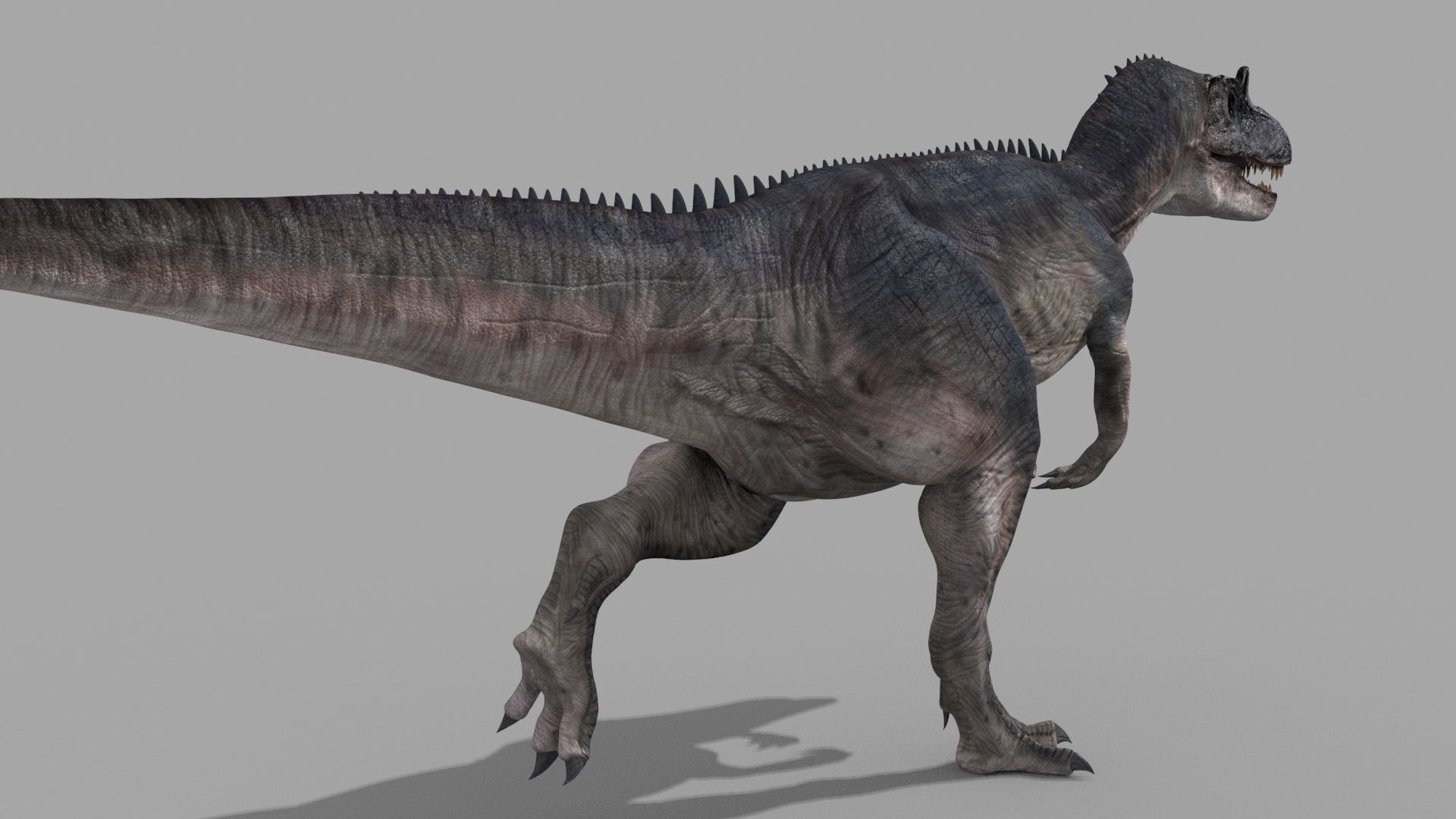 Real Animated Allosaurus - 8K 3D model_15