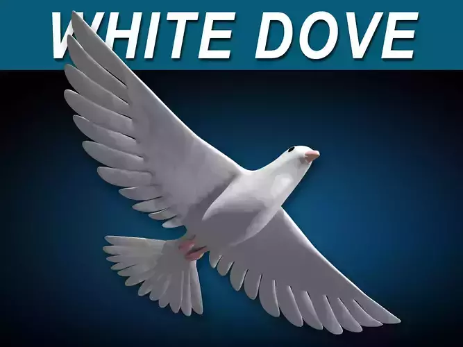 White Dove Bird 3D model