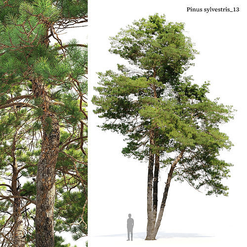 Pinus sylvestris 13 3D model