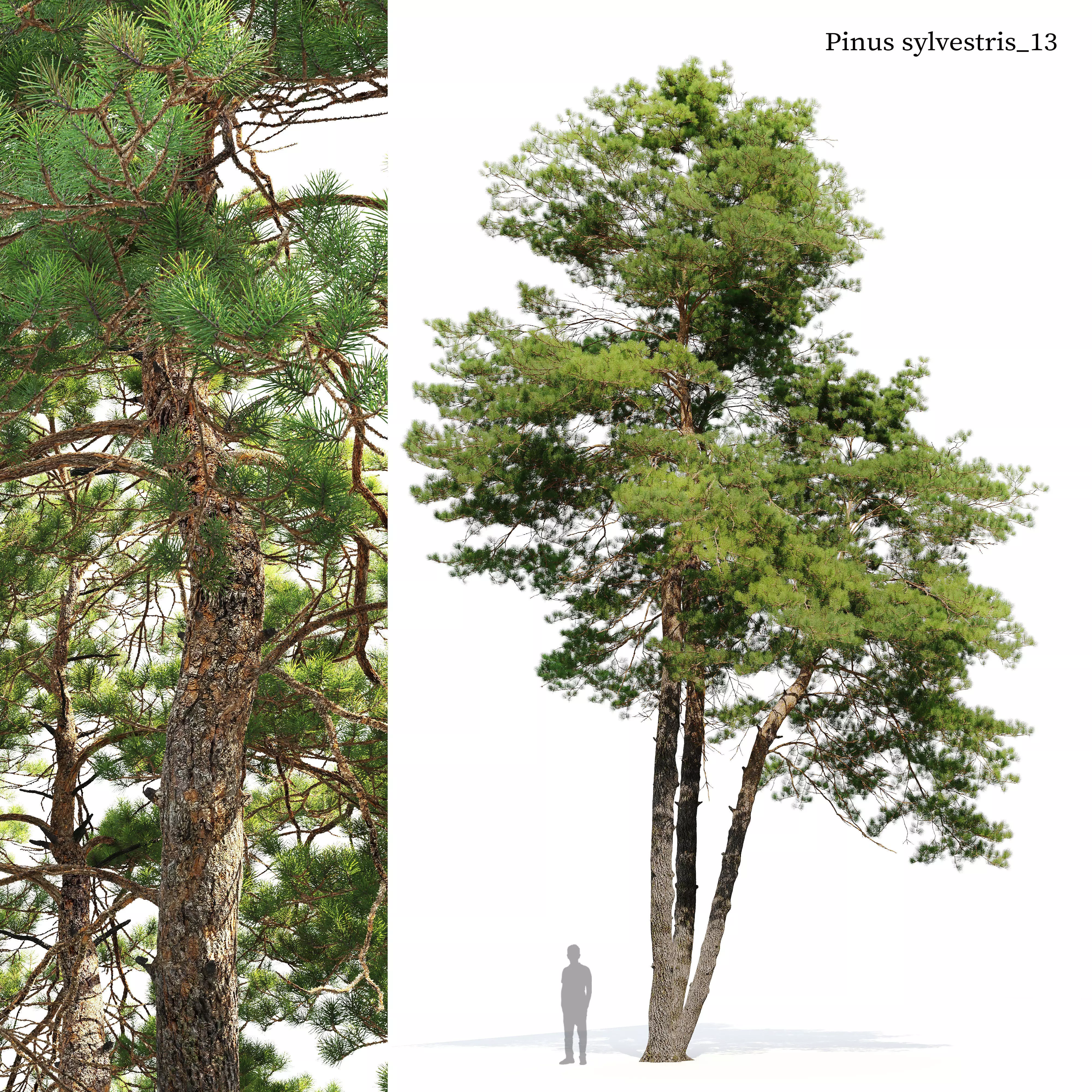 Pinus sylvestris 13 3D model_0