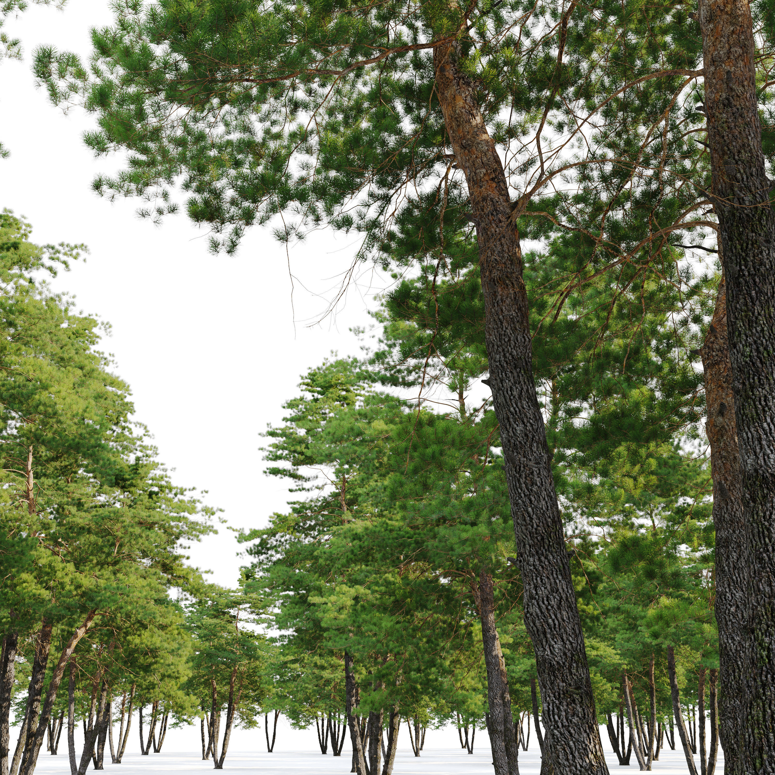 Pinus sylvestris 13 3D model_2