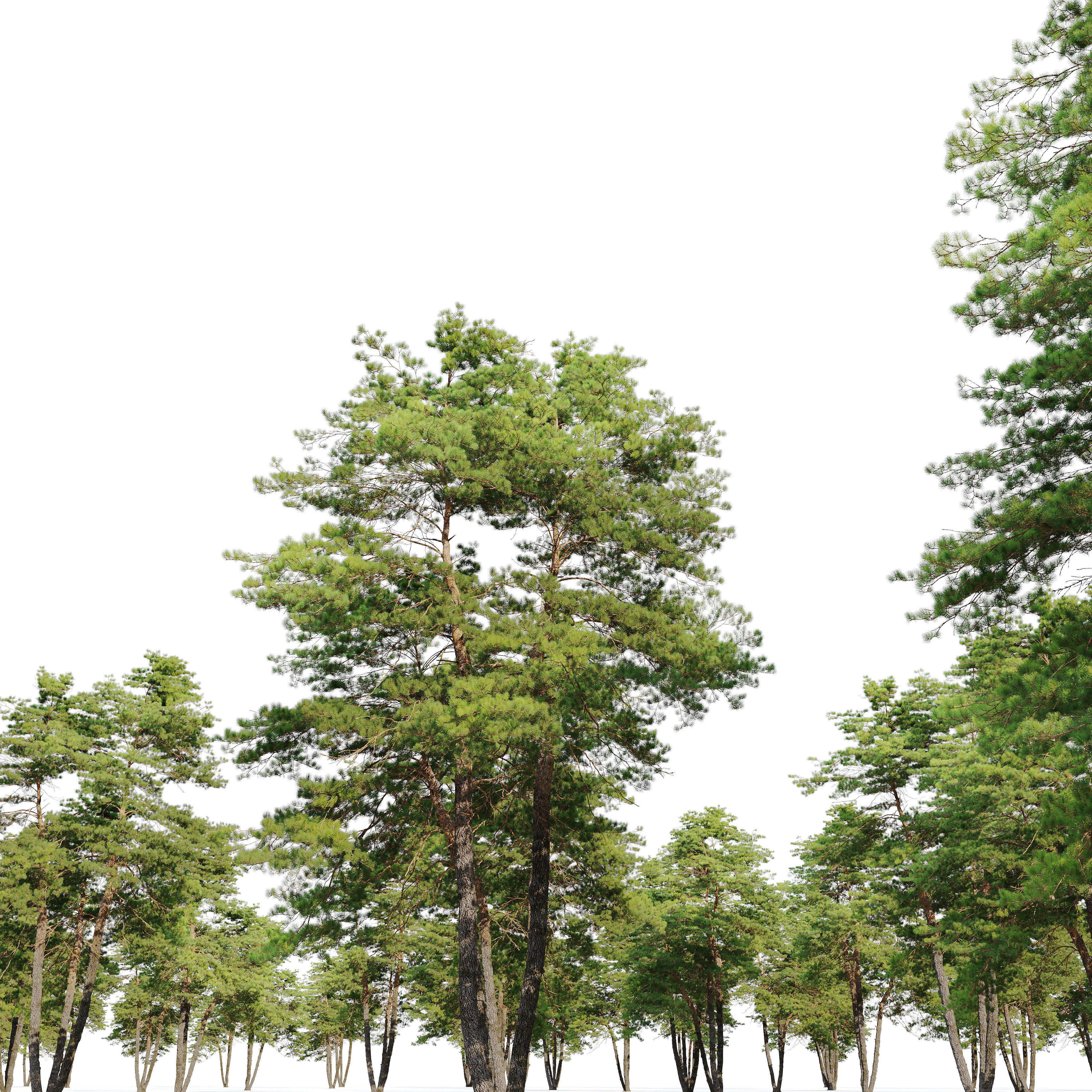 Pinus sylvestris 13 3D model_3