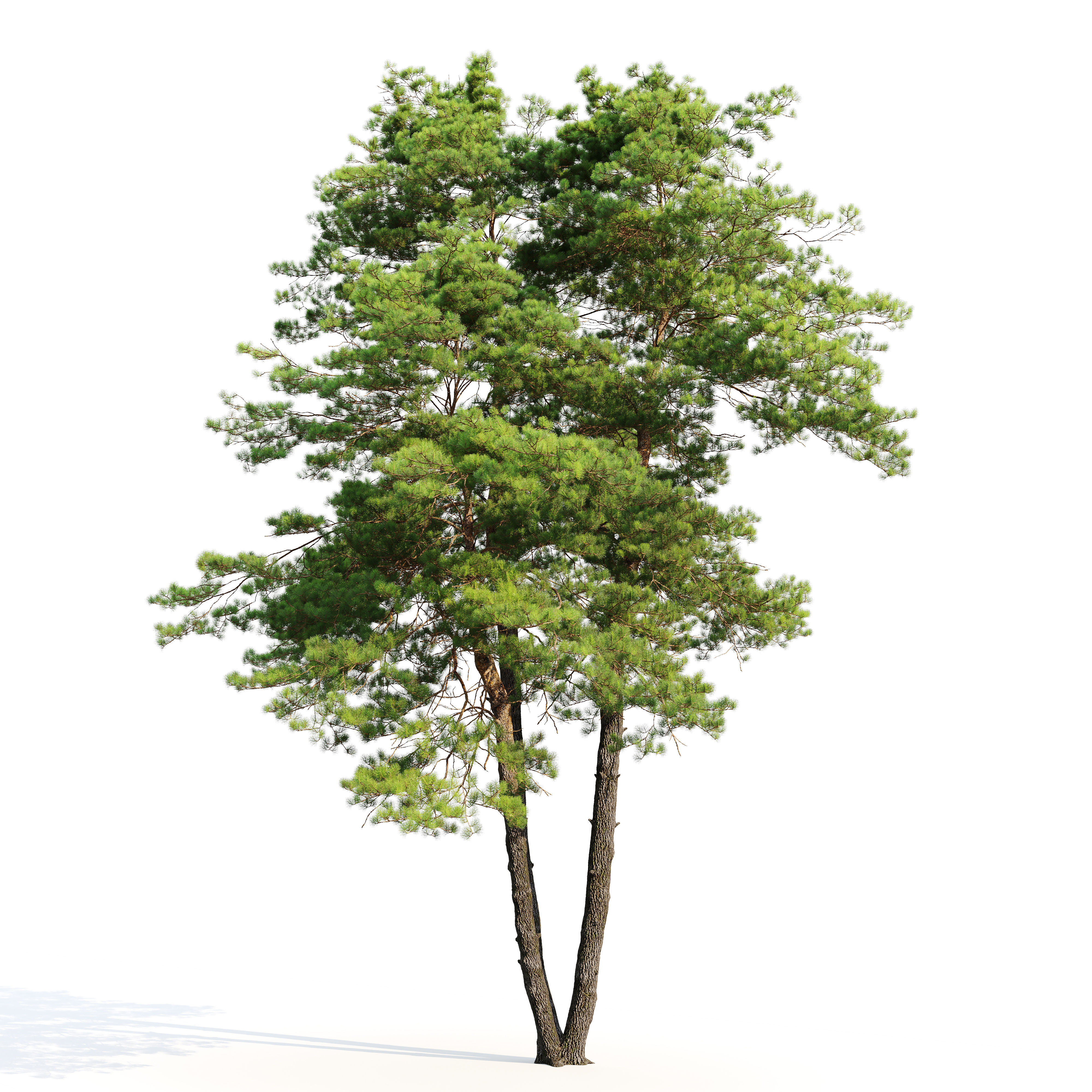 Pinus sylvestris 13 3D model_1