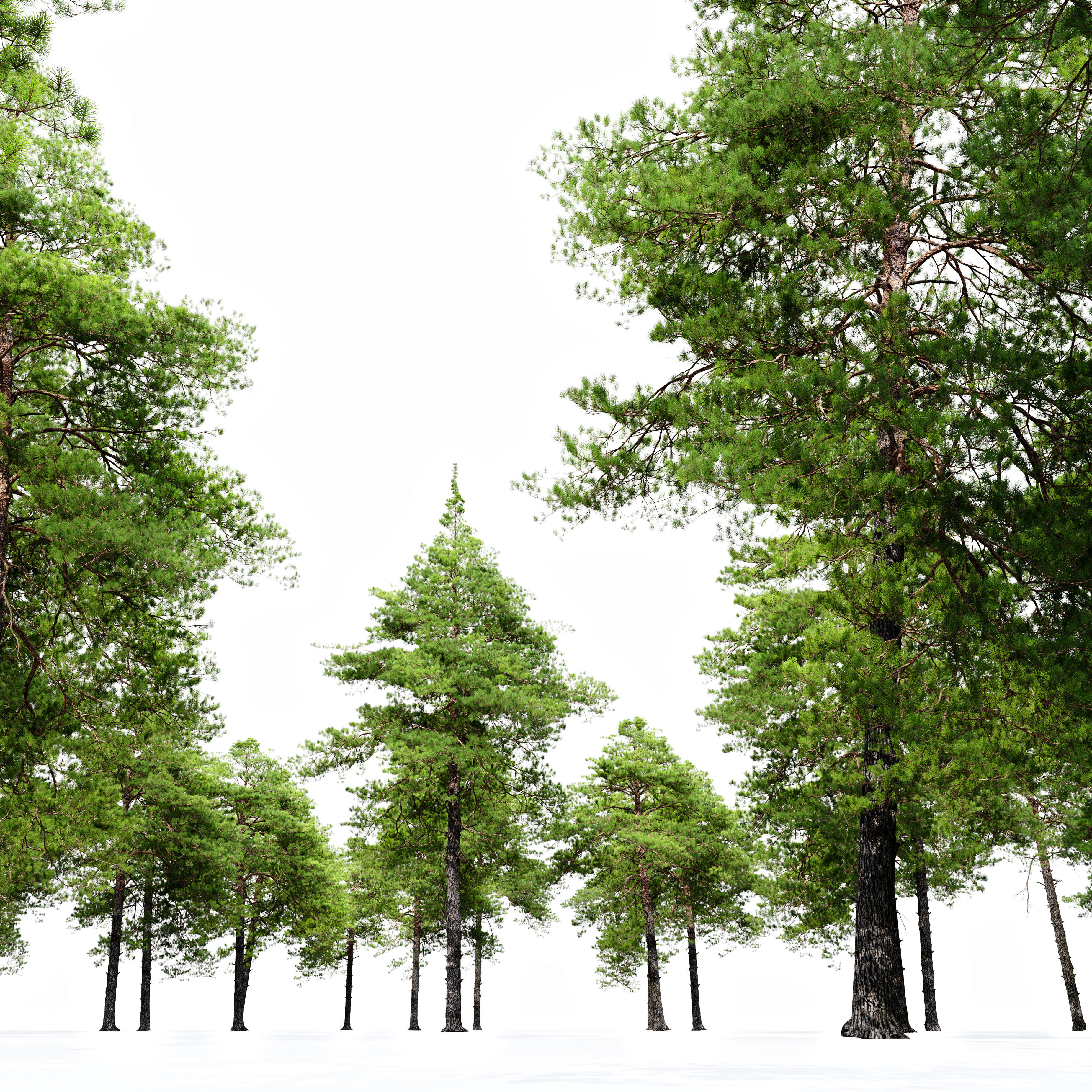 Pinus sylvestris 14 3D model_1