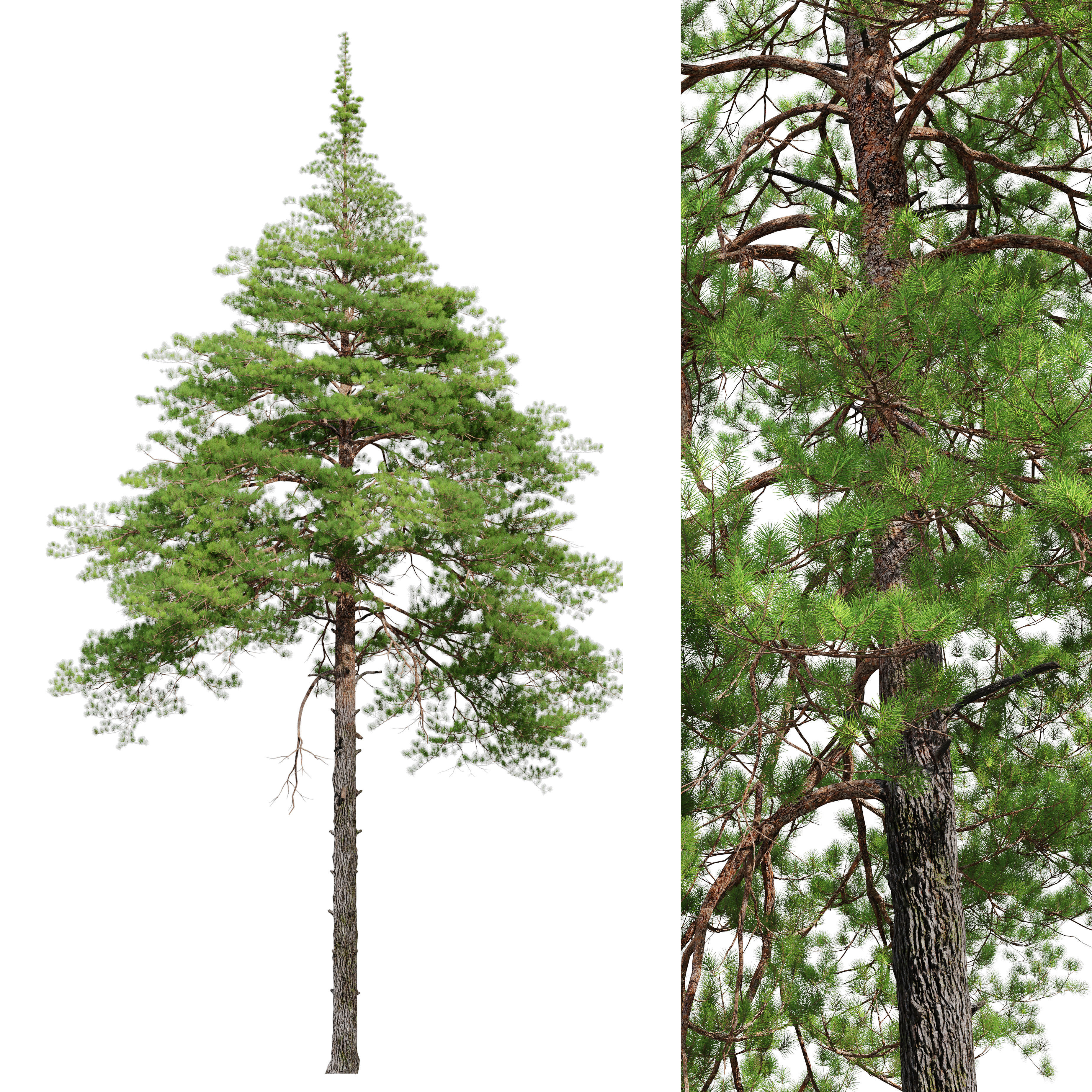 Pinus sylvestris 14 3D model_4