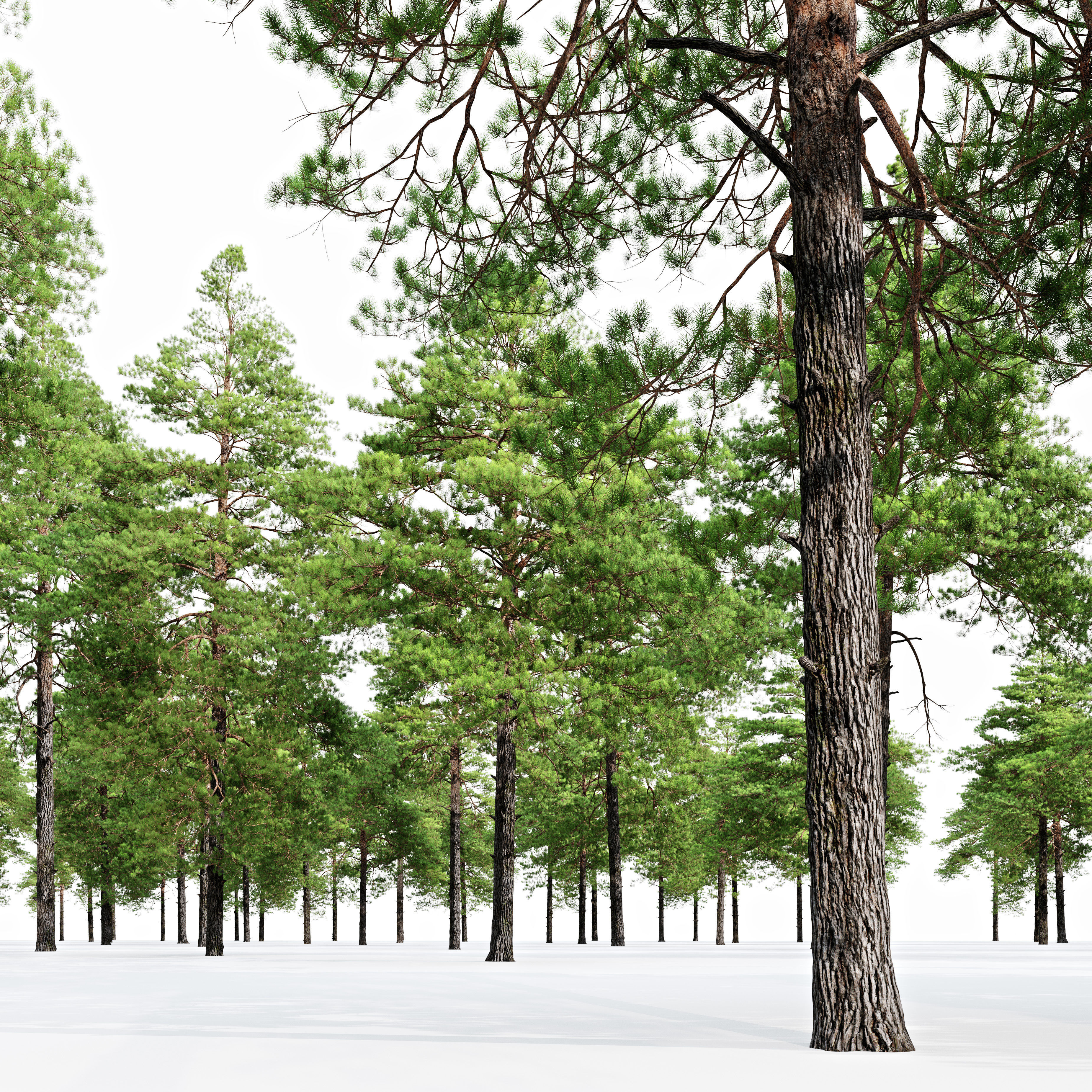 Pinus sylvestris 14 3D model_2