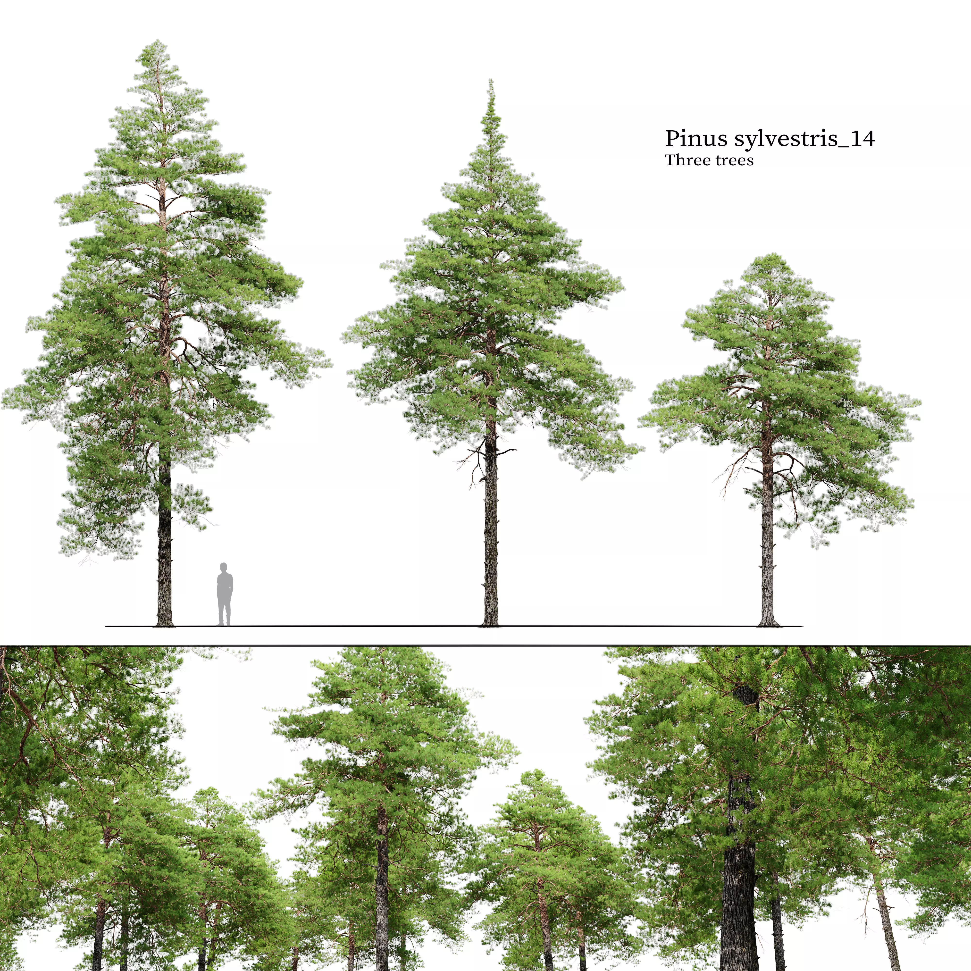 Pinus sylvestris 14 3D model_0