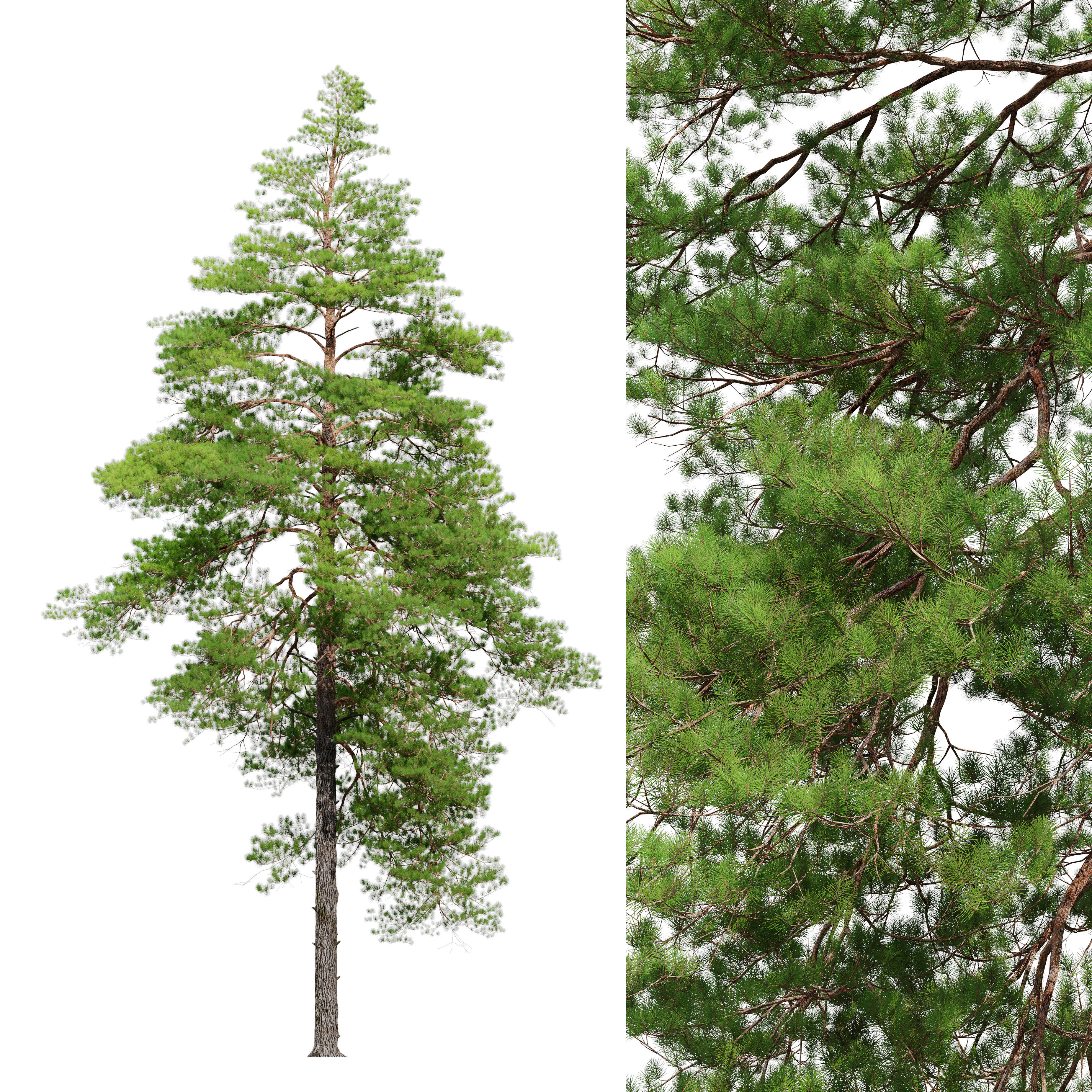 Pinus sylvestris 14 3D model_3