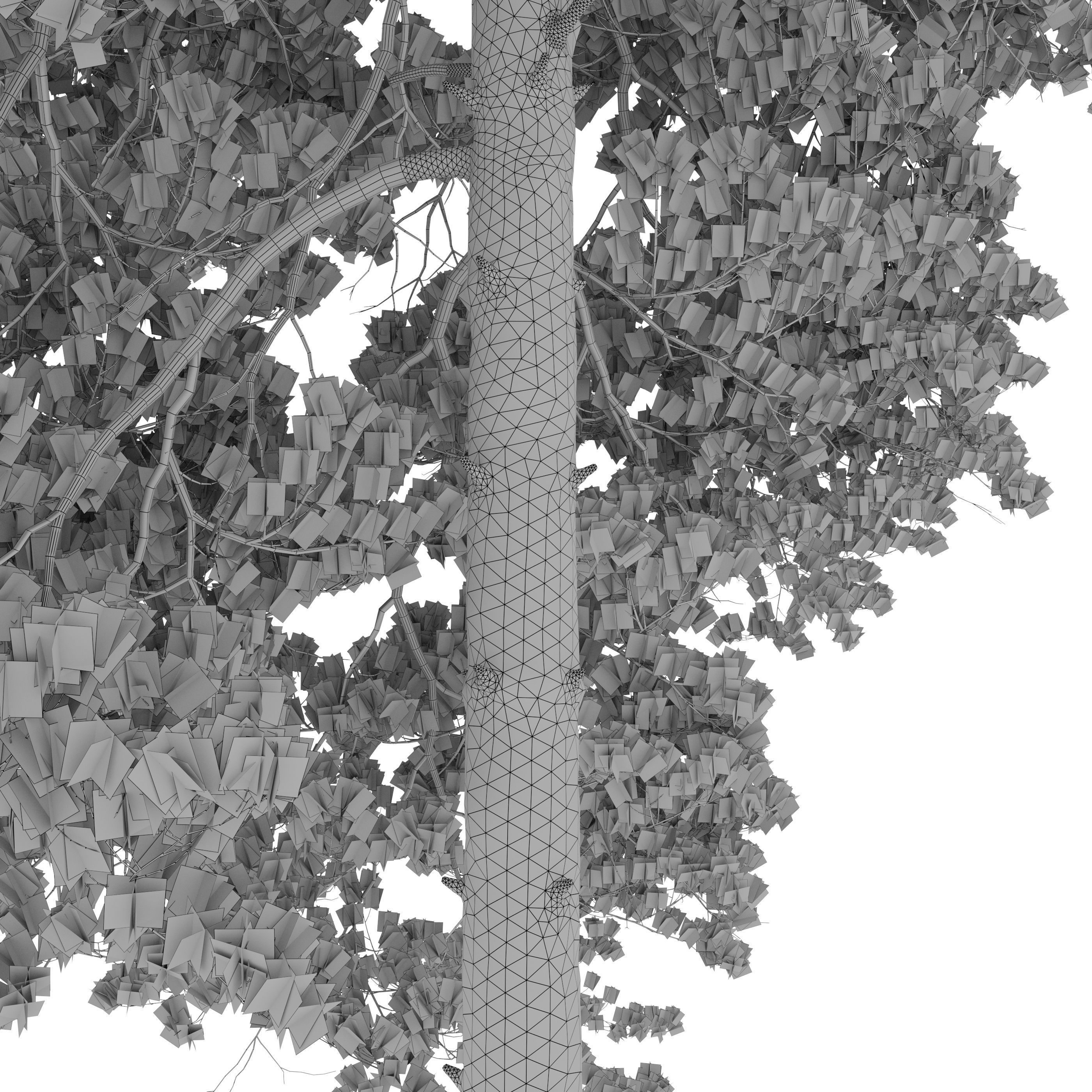 Pinus sylvestris 14 3D model_6