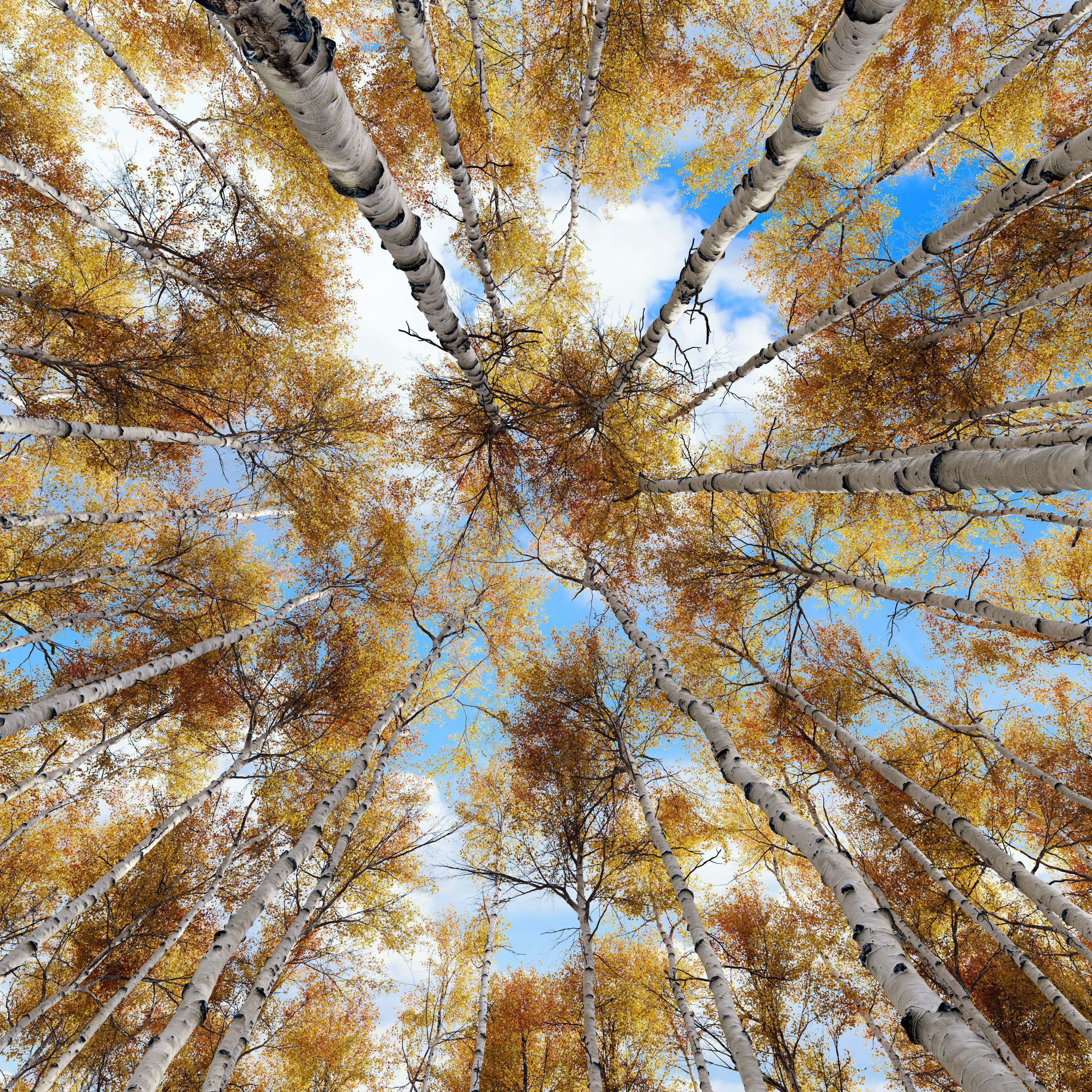 Aspen tree 05 3D model_1