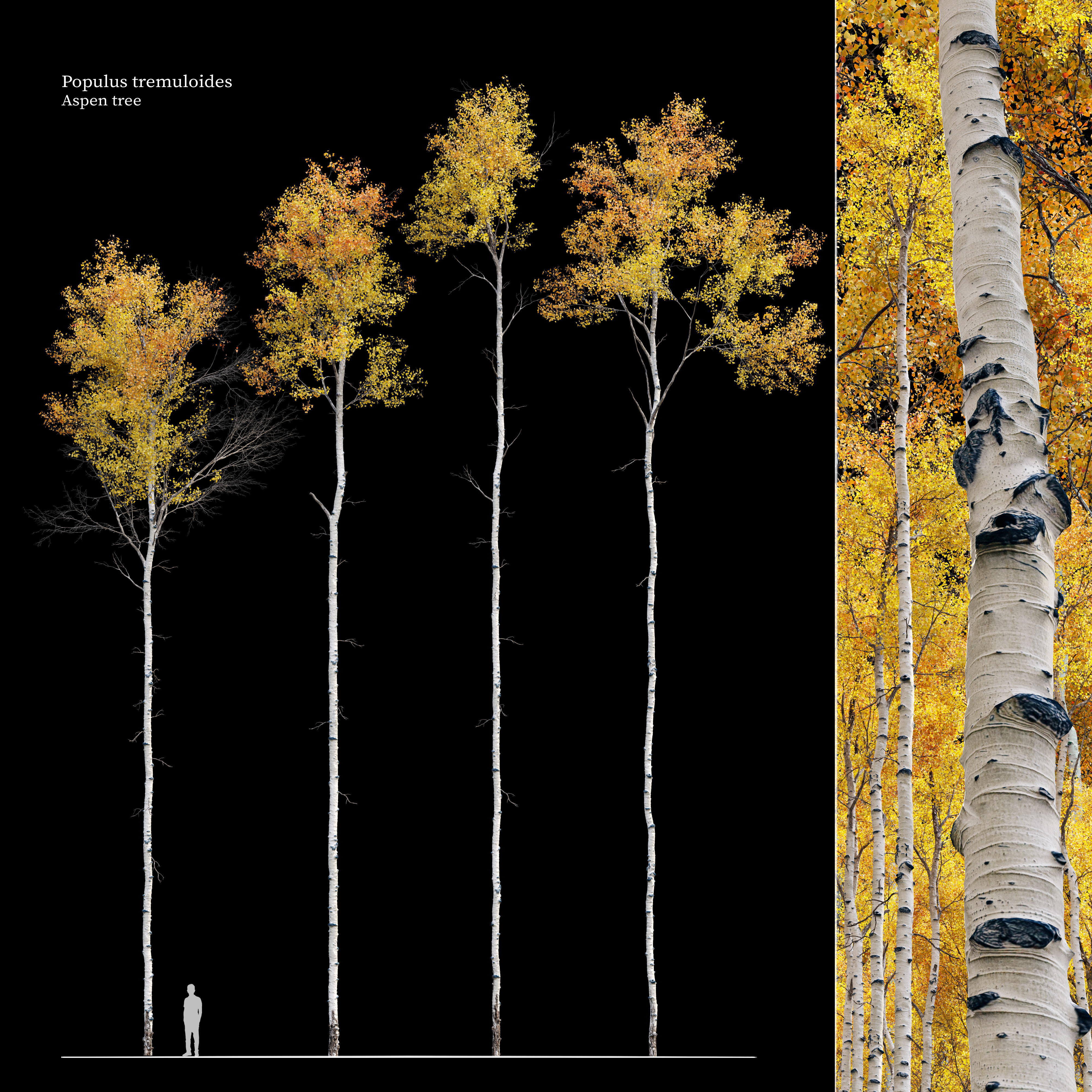 Aspen tree 05 3D model_2