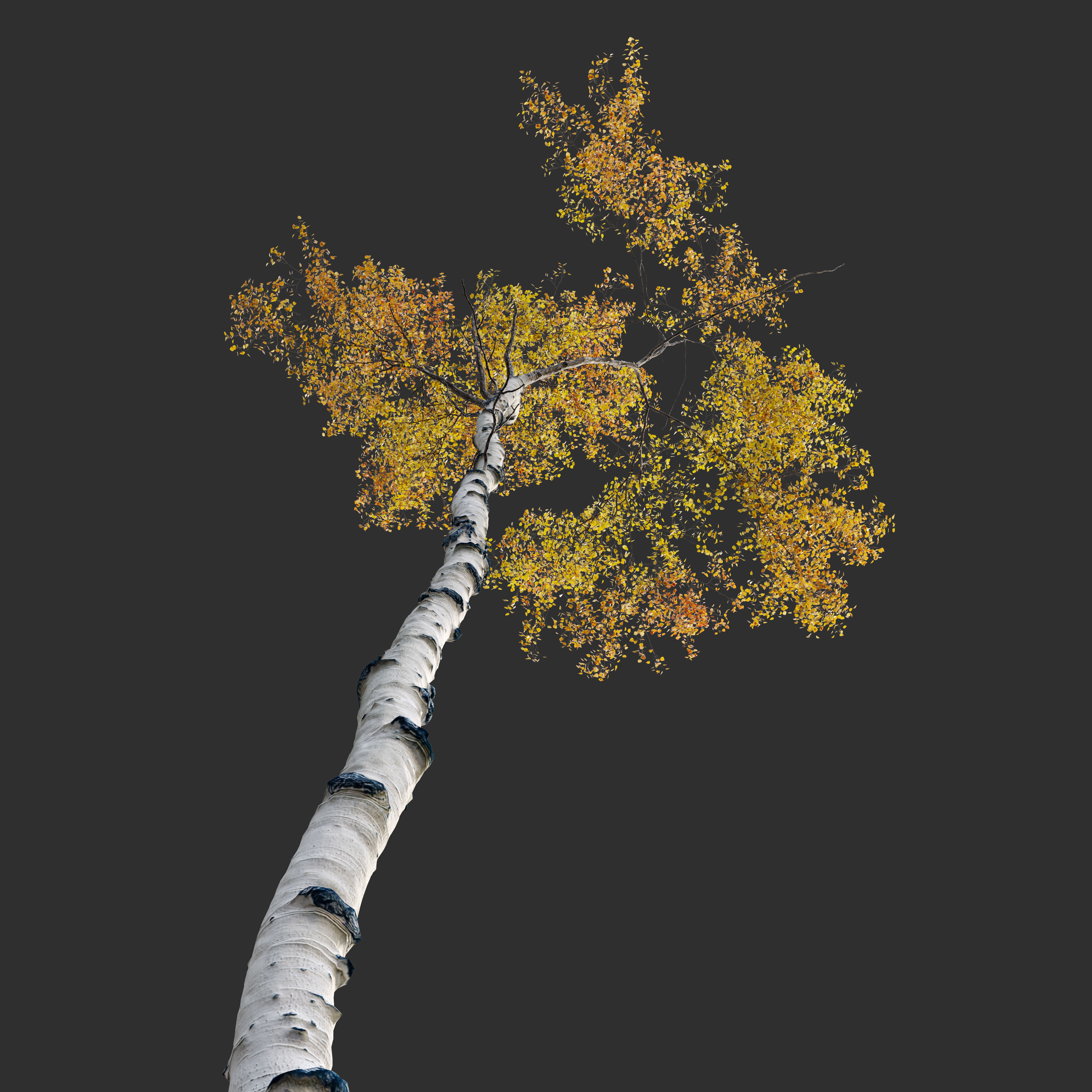 Aspen tree 05 3D model_3