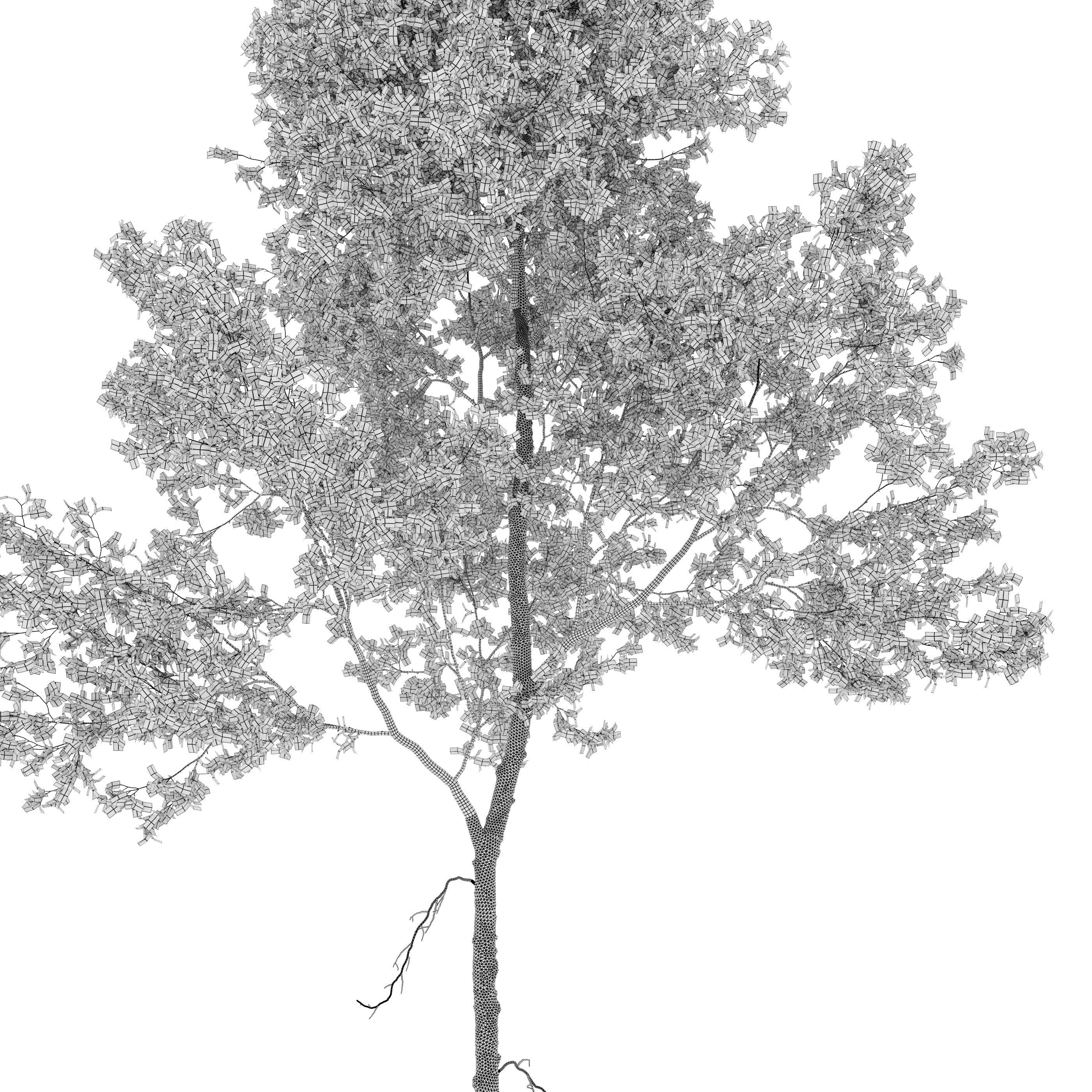 Aspen tree 05 3D model_6