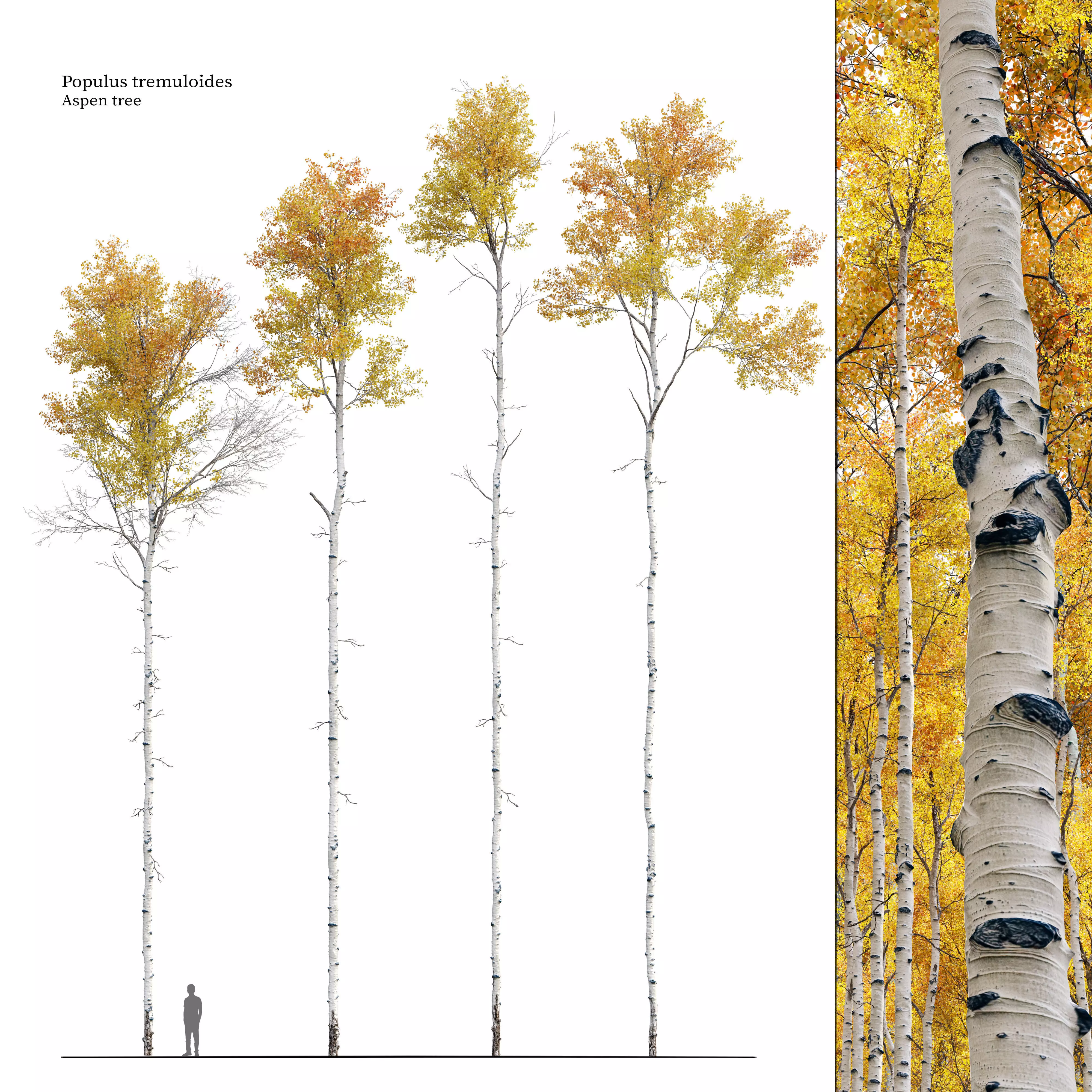 Aspen tree 05 3D model_0
