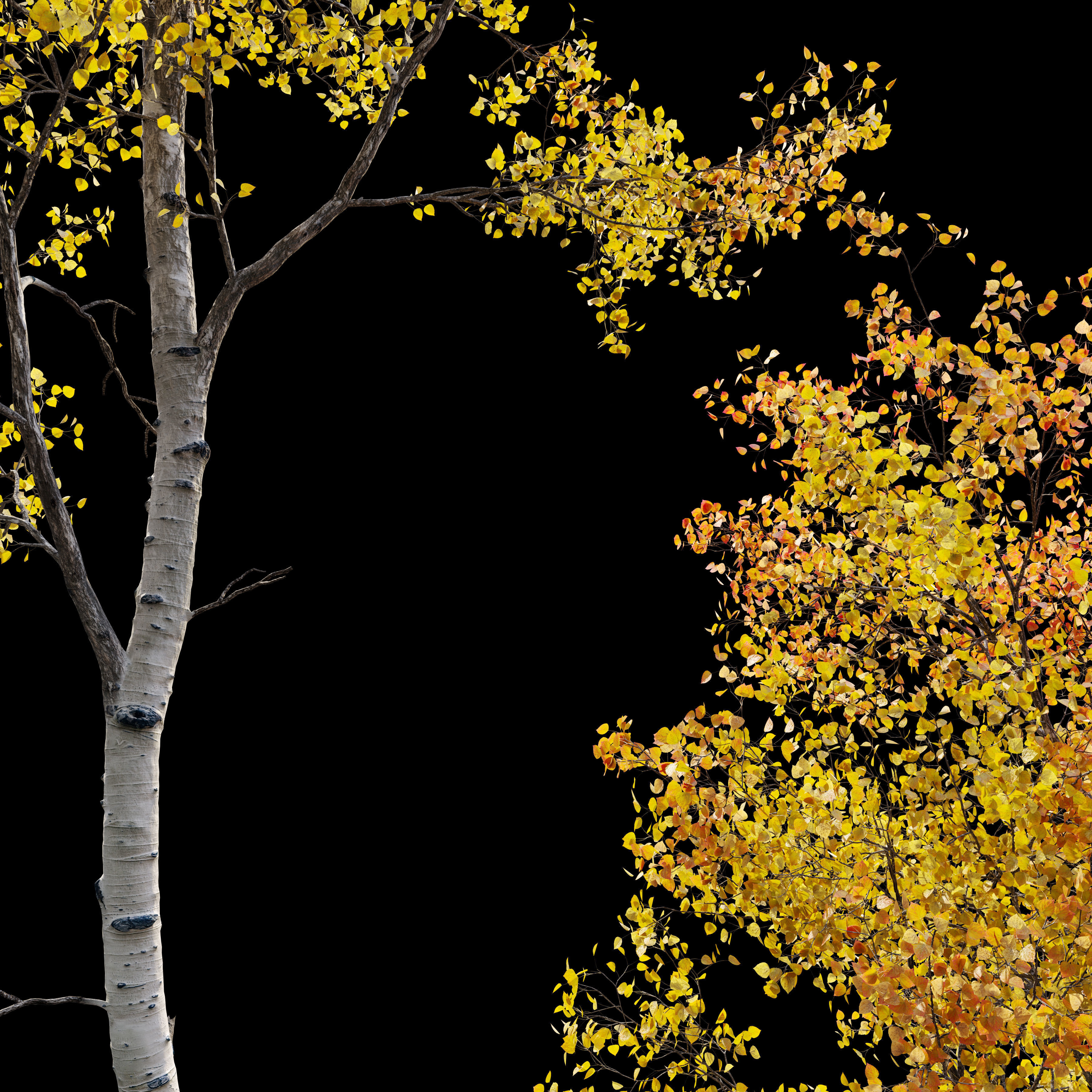 Aspen tree 05 3D model_5